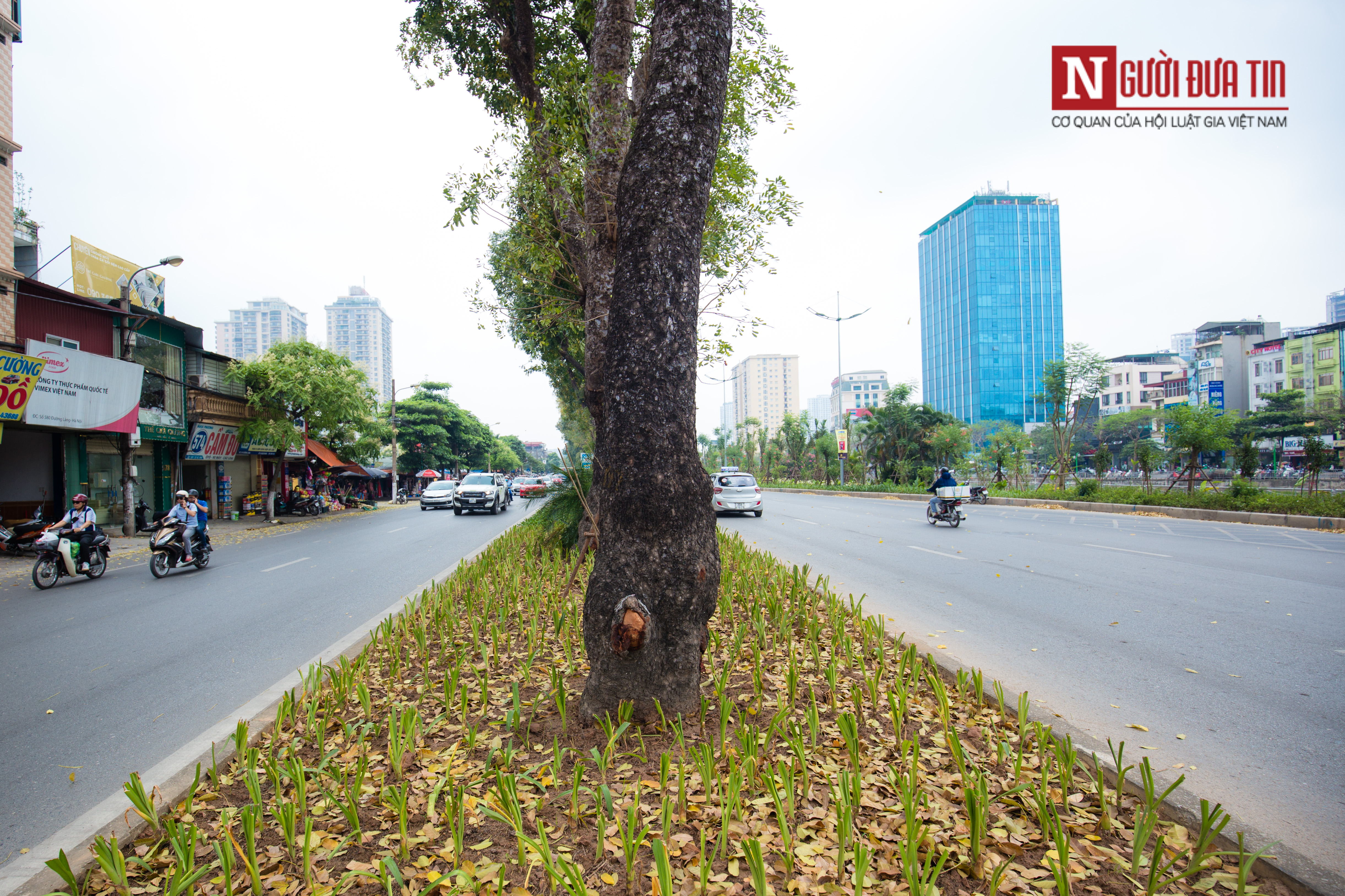 Tin nhanh - Chùm ảnh: 'Áo mới xanh mát' của đường Láng (Hình 6).