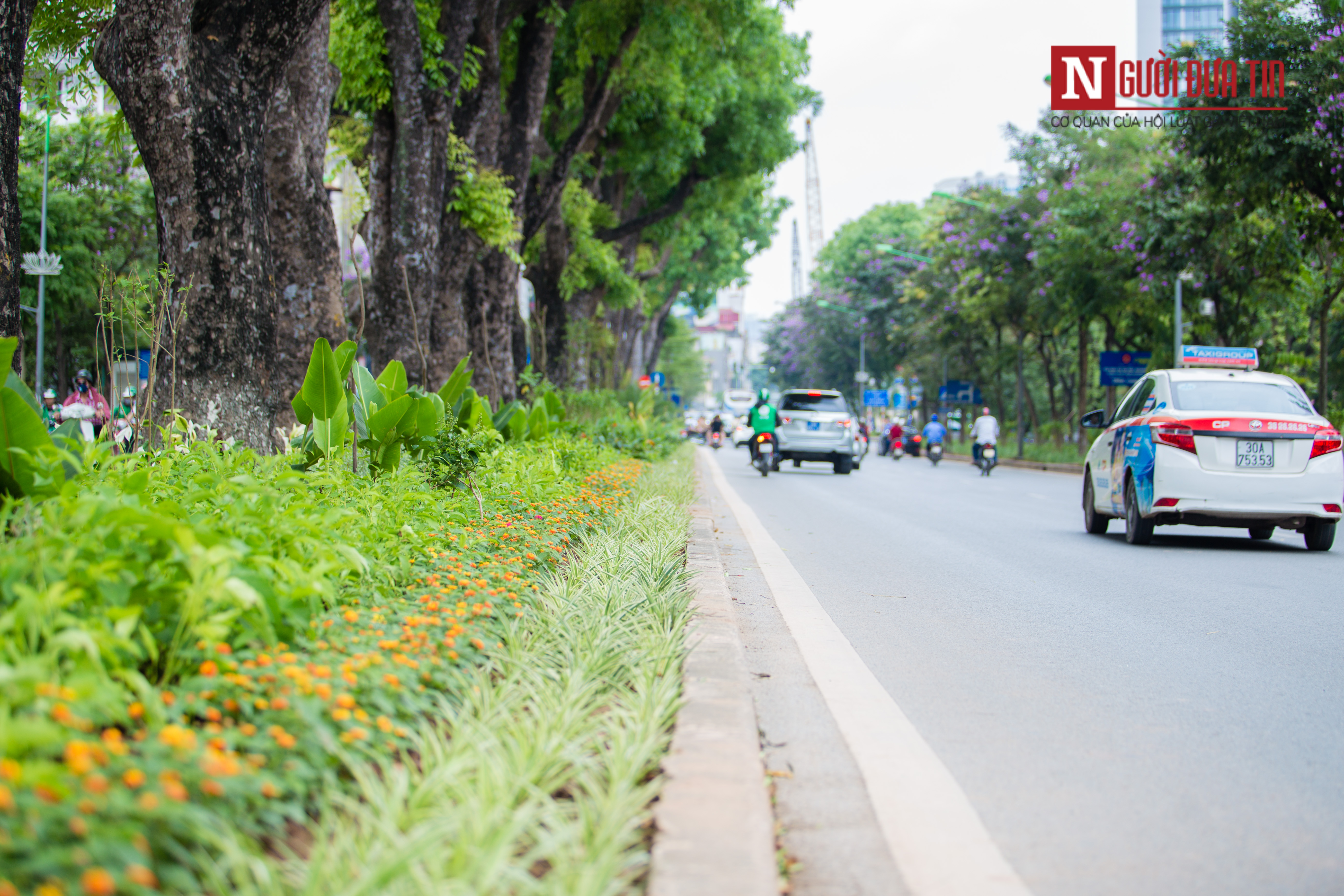 Môi trường - [Chùm ảnh] 'Áo mới' đường Kim Mã xanh mát mắt ngày hè (Hình 11).