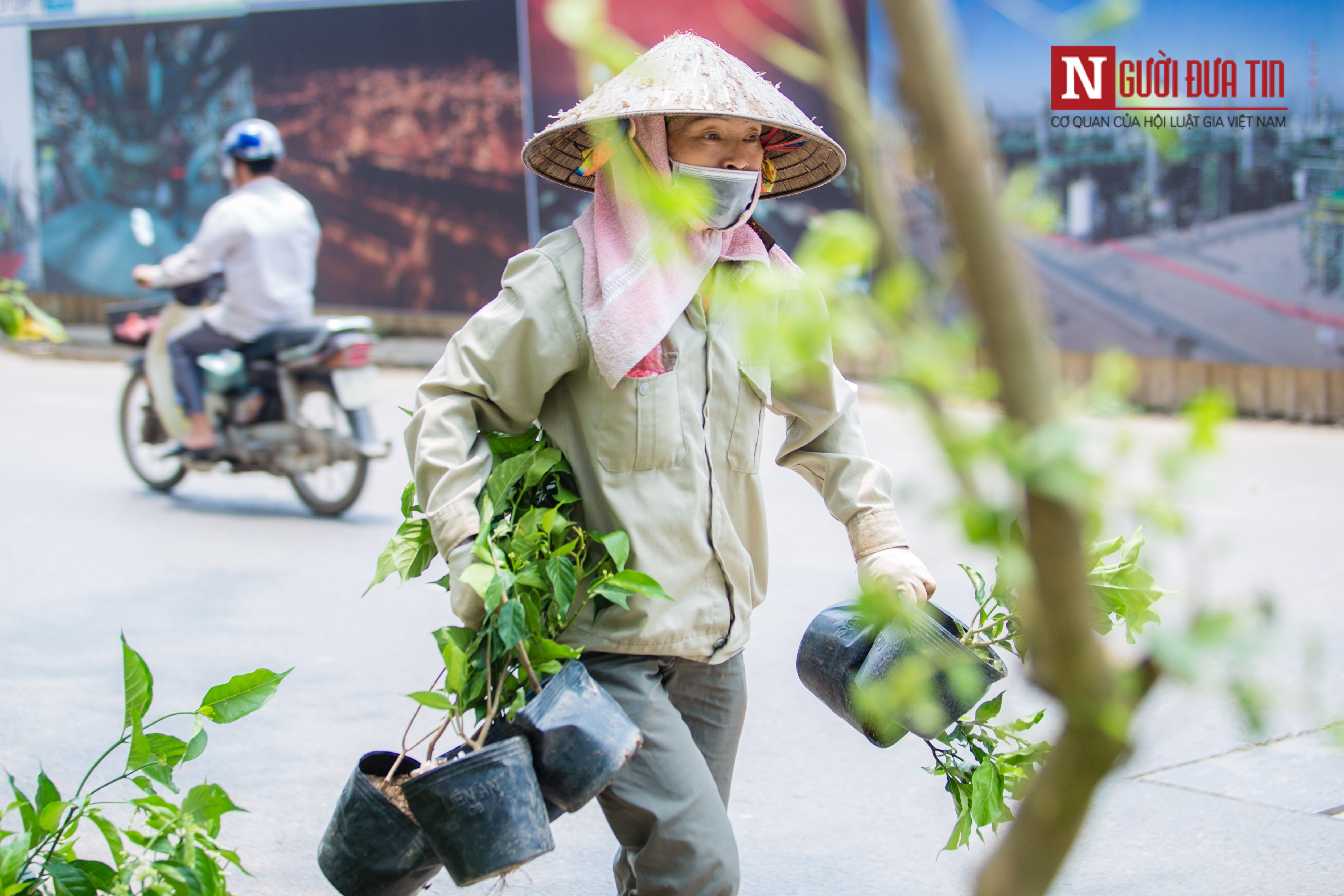 Môi trường - [Chùm ảnh] 'Áo mới' đường Kim Mã xanh mát mắt ngày hè (Hình 4).