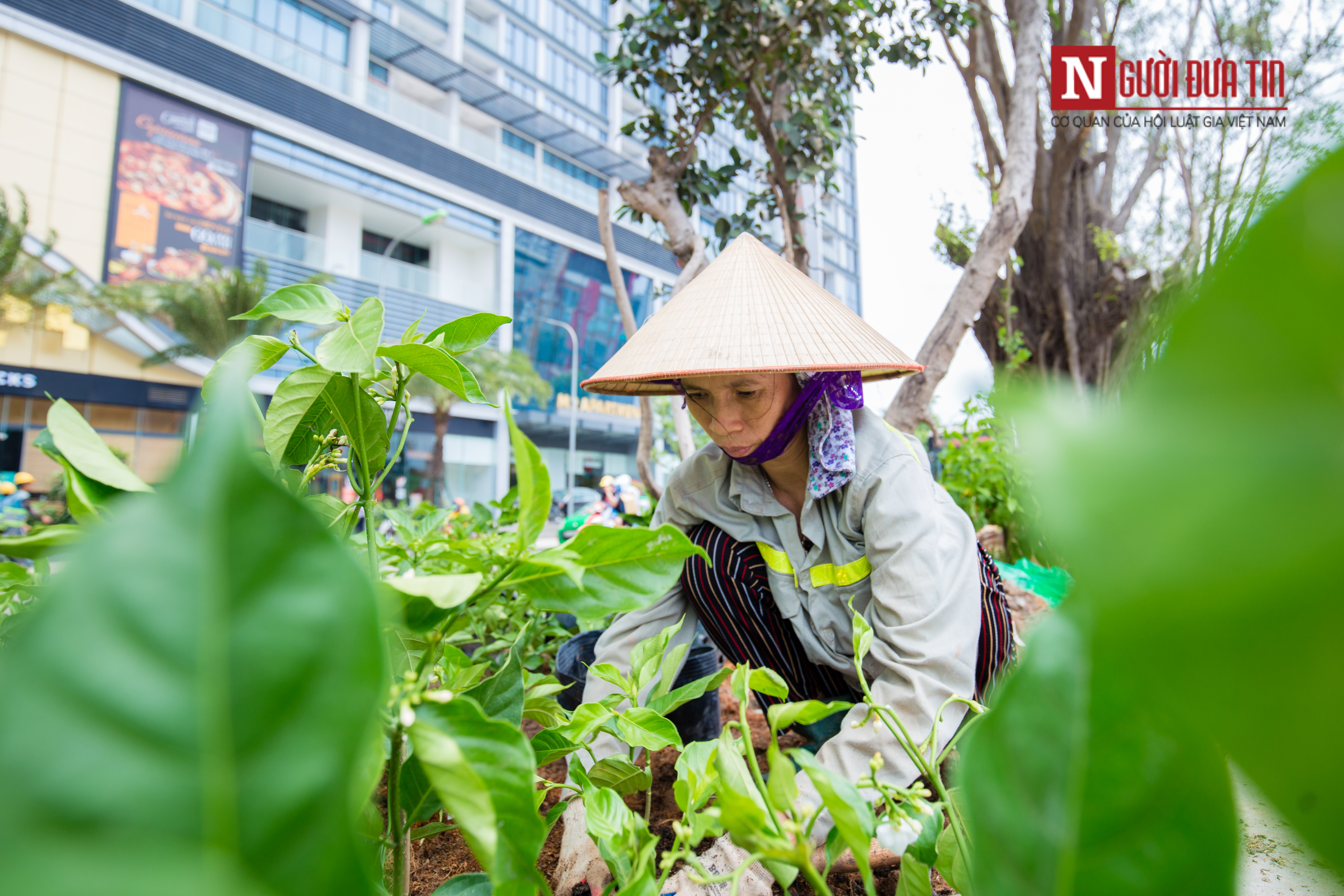 Môi trường - [Chùm ảnh] 'Áo mới' đường Kim Mã xanh mát mắt ngày hè (Hình 5).