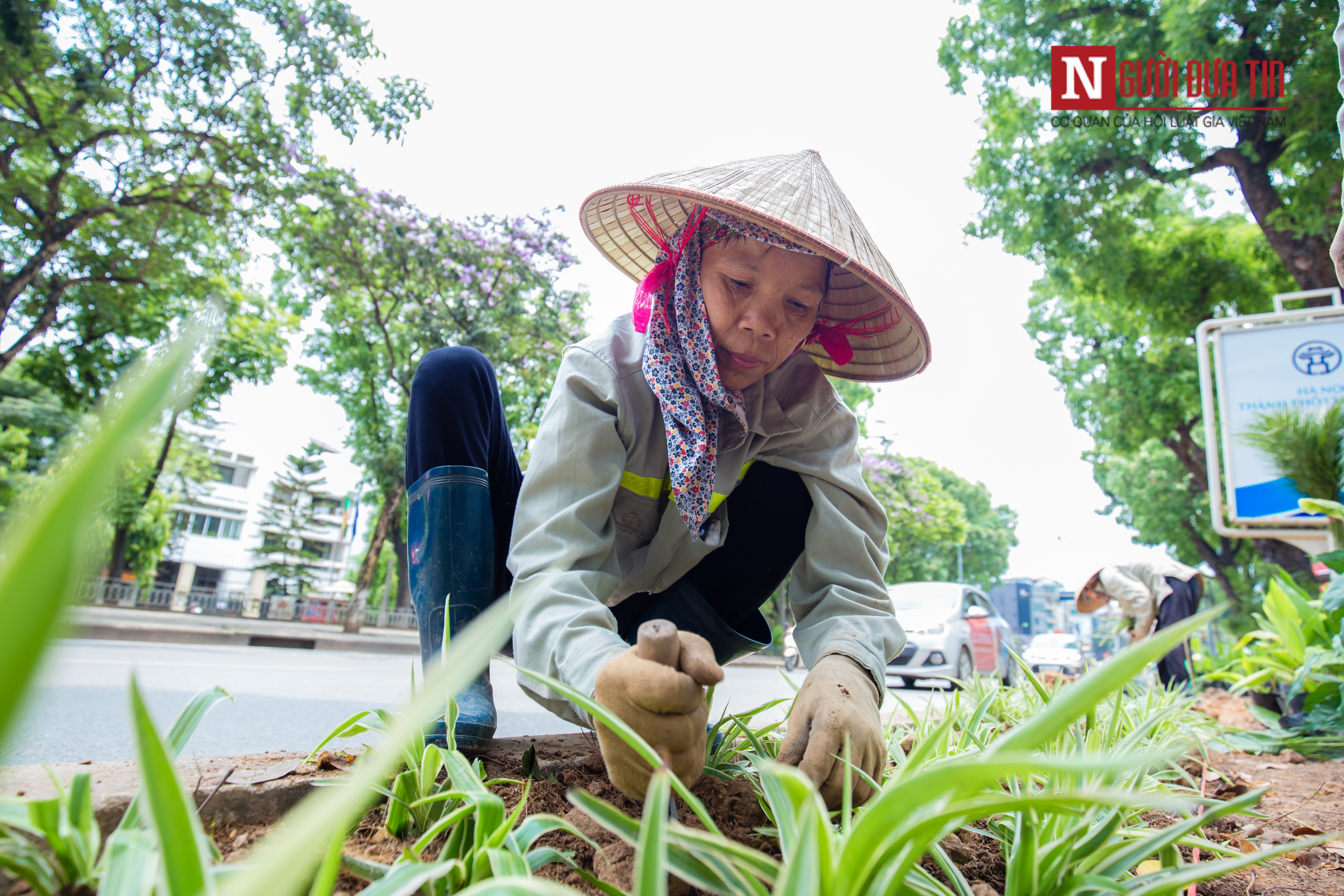 Môi trường - [Chùm ảnh] 'Áo mới' đường Kim Mã xanh mát mắt ngày hè (Hình 7).