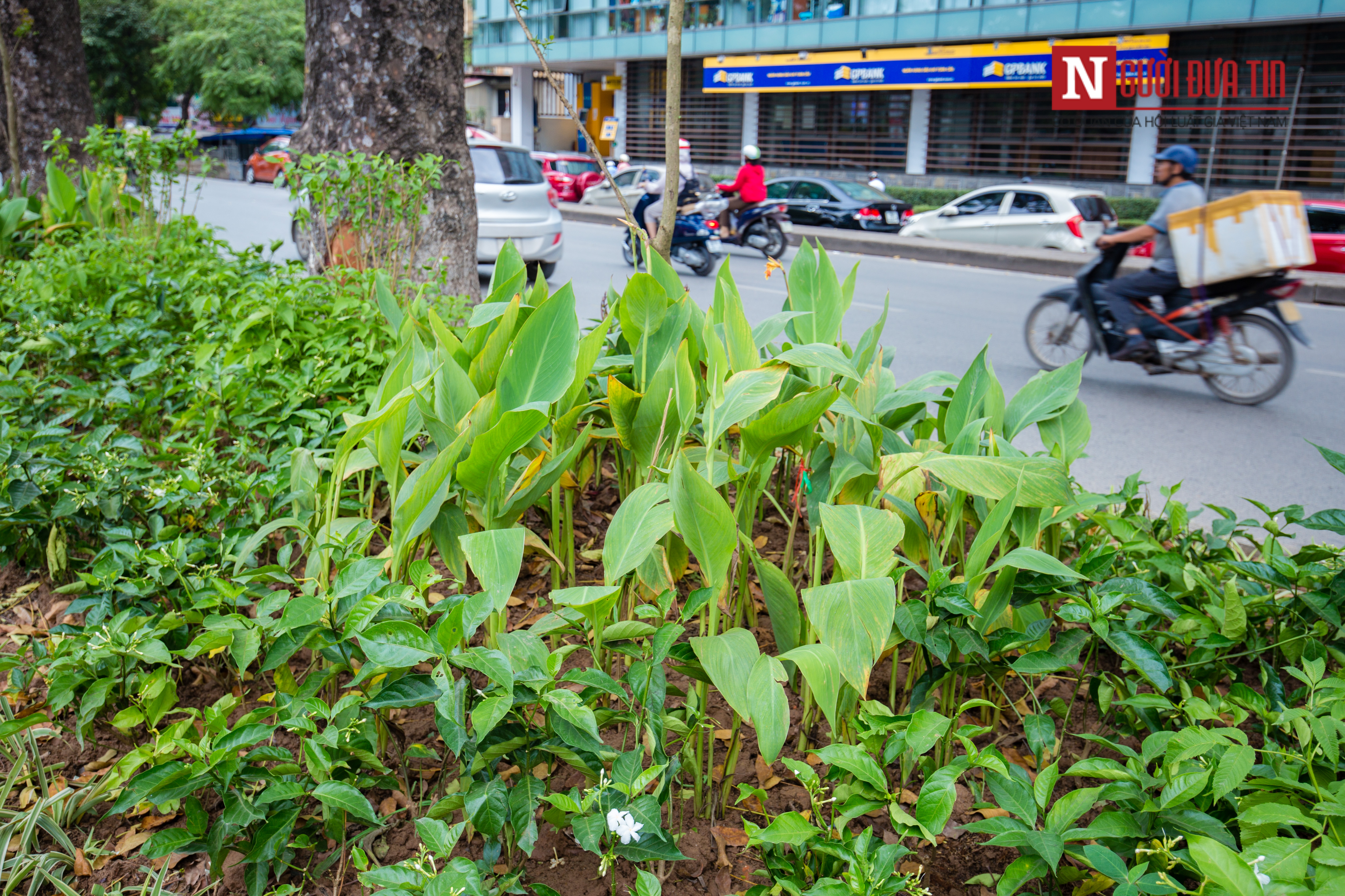 Môi trường - [Chùm ảnh] 'Áo mới' đường Kim Mã xanh mát mắt ngày hè (Hình 3).