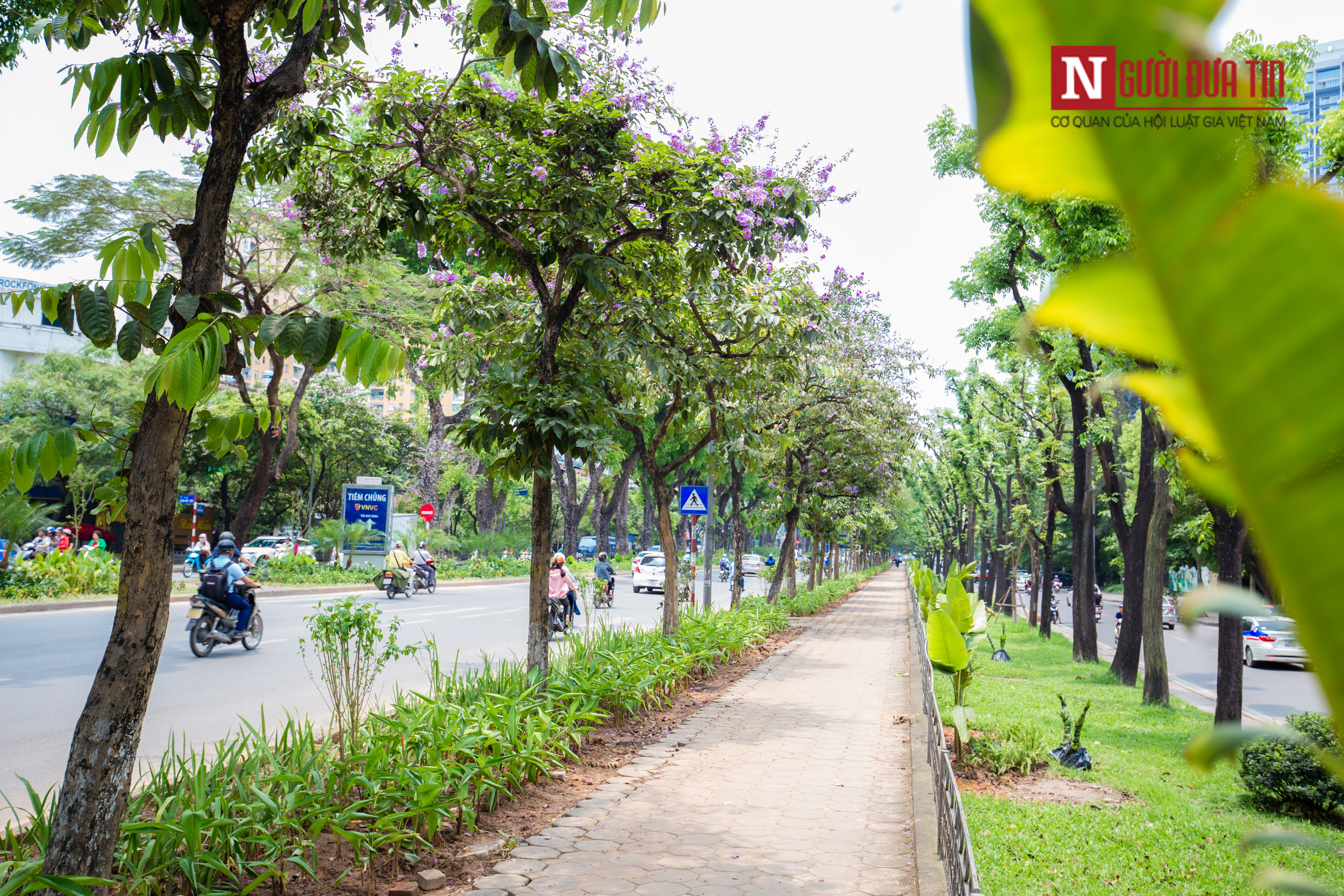 Môi trường - [Chùm ảnh] 'Áo mới' đường Kim Mã xanh mát mắt ngày hè (Hình 8).