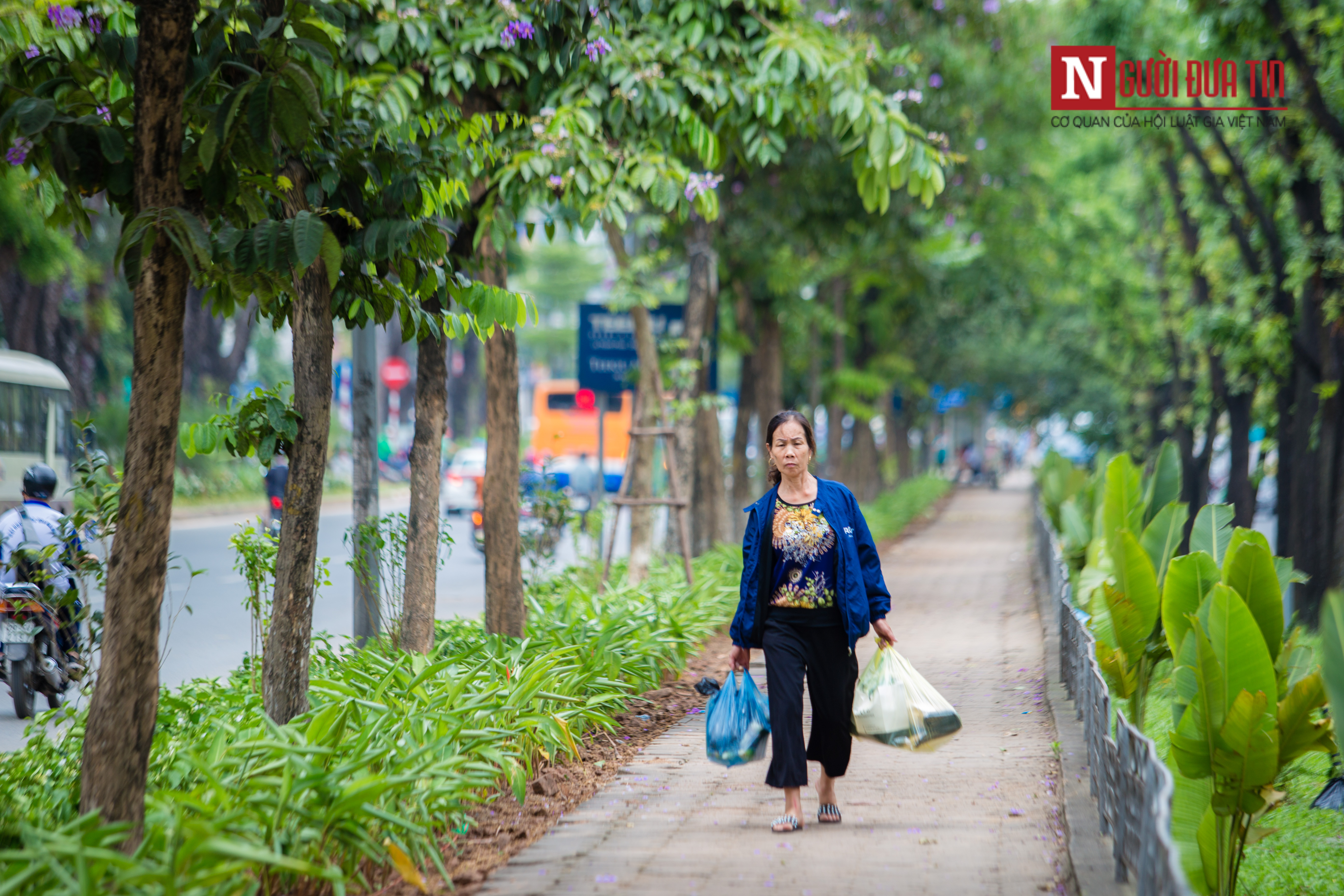 Môi trường - [Chùm ảnh] 'Áo mới' đường Kim Mã xanh mát mắt ngày hè (Hình 9).