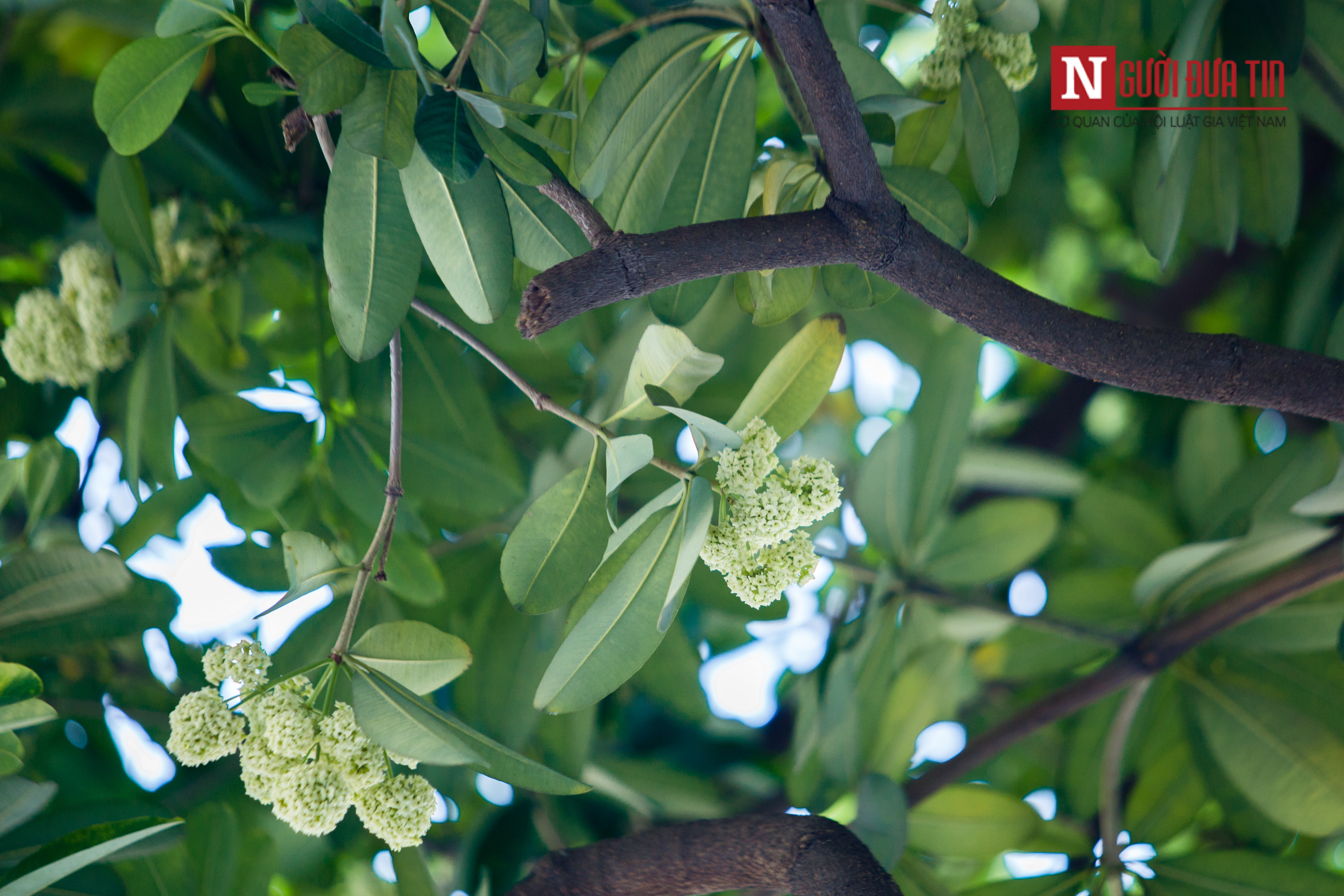 Tin nhanh - Hà Nội vừa biến mùa hạ thành đông, lại ngỡ ngàng ngắm hoa sữa nở giữa tháng 5 (Hình 8).