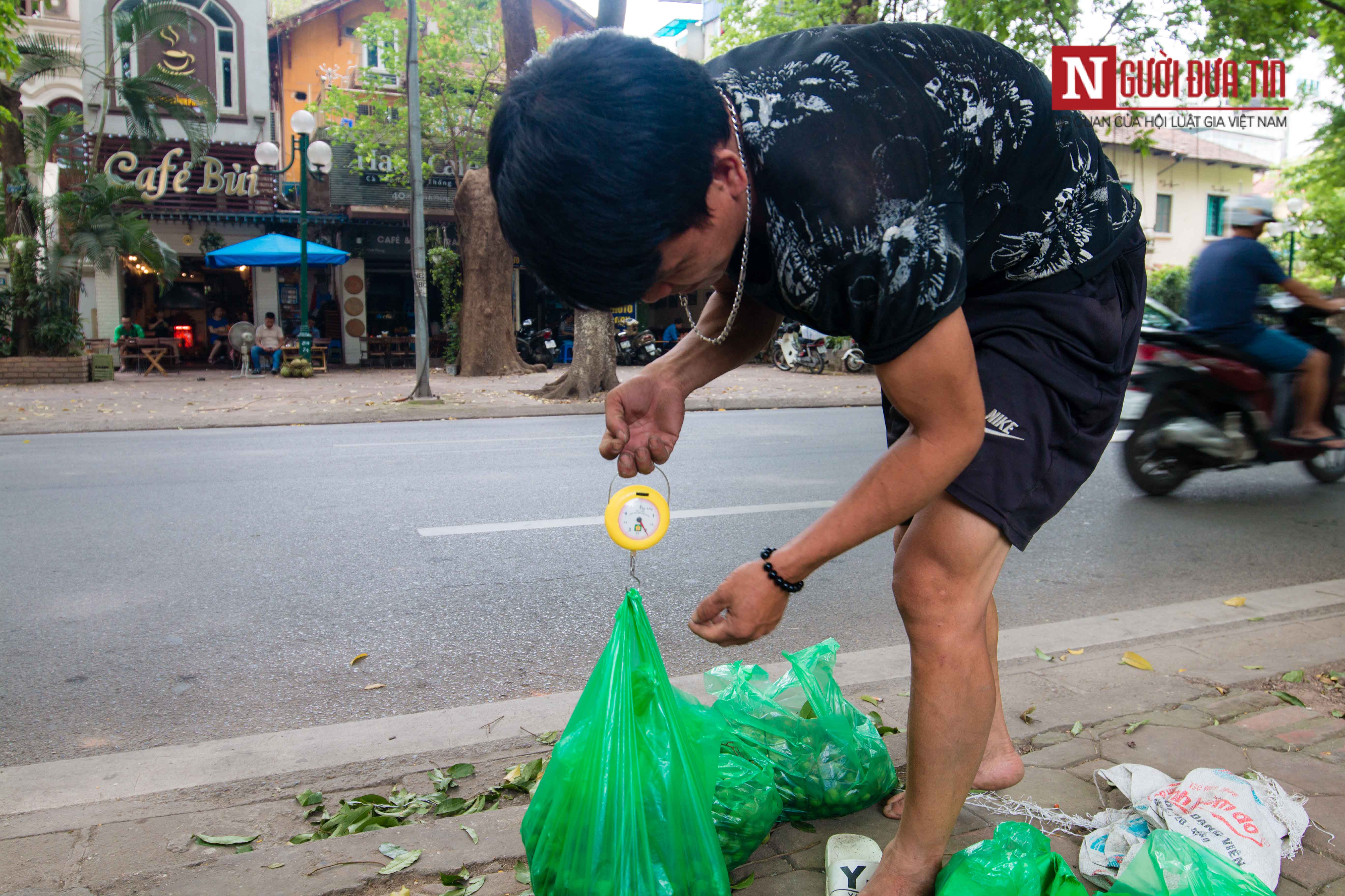 Tin nhanh - Bất chấp mạo hiểm, người dân đánh đu trên các cành cây cao hái sấu, thu tiền triệu mỗi ngày (Hình 11).