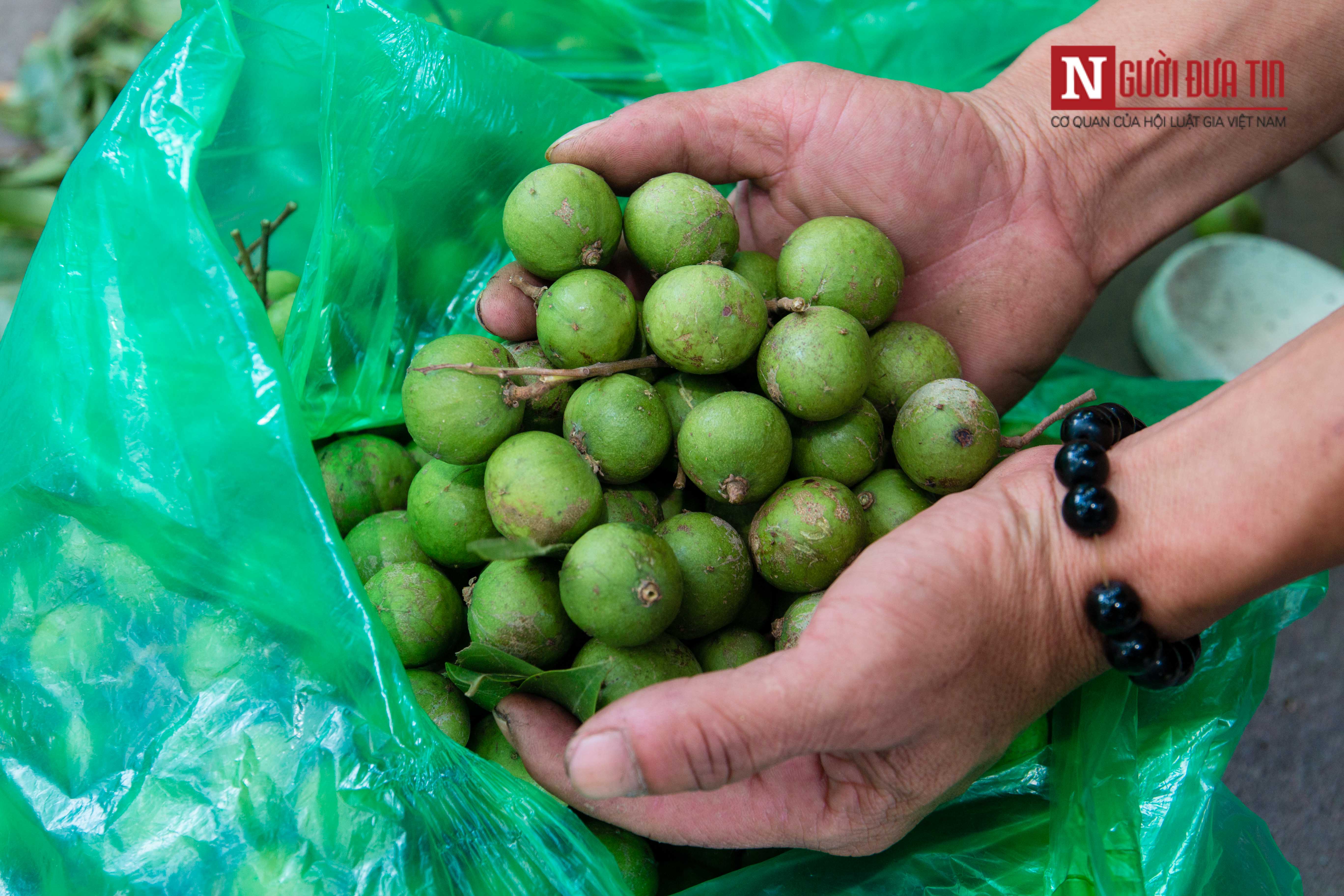 Tin nhanh - Bất chấp mạo hiểm, người dân đánh đu trên các cành cây cao hái sấu, thu tiền triệu mỗi ngày (Hình 9).