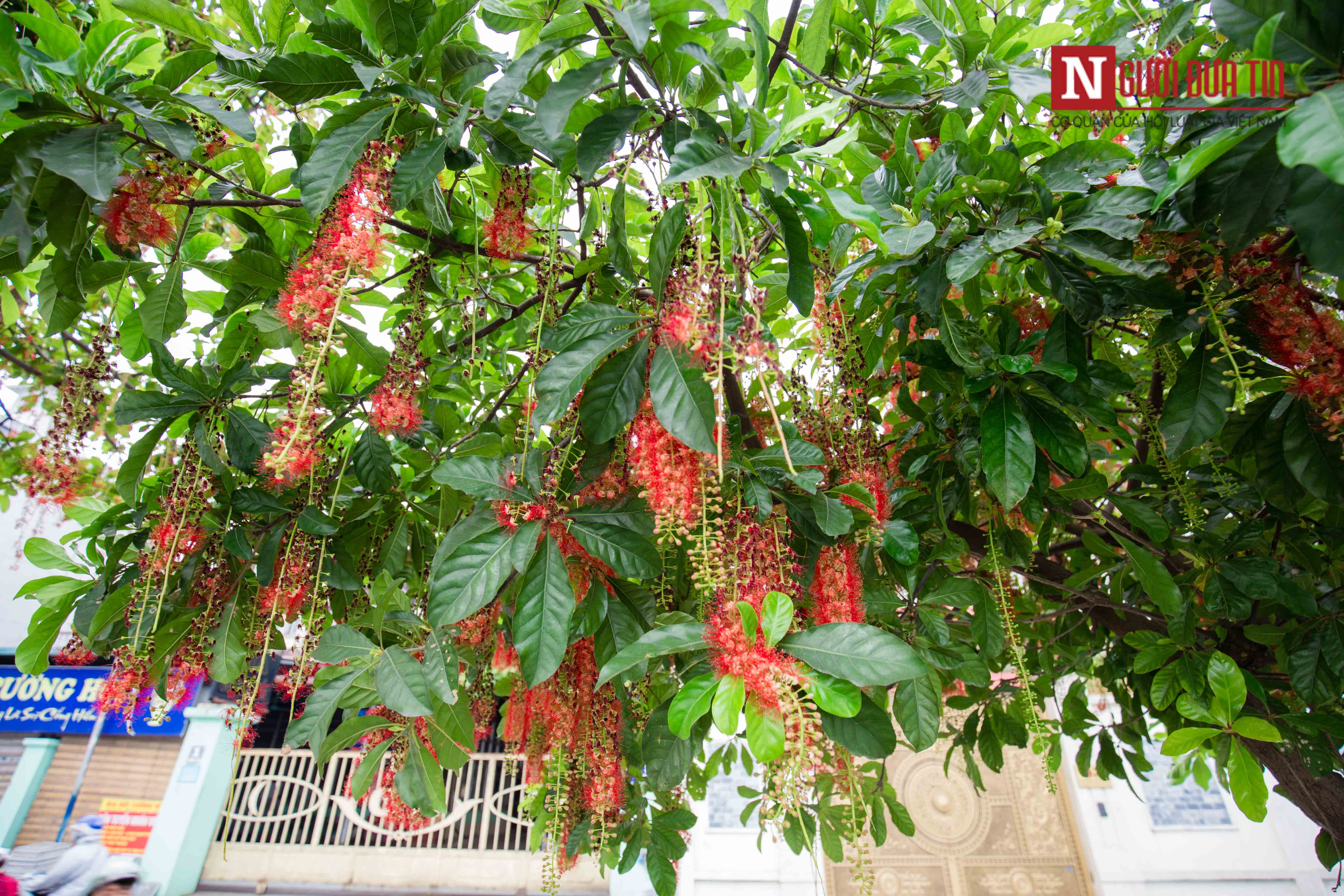 Tin nhanh - Chùm ảnh: Hoa lộc vừng nở rộ nhuộm đỏ cung đường hồ Tây (Hình 2).