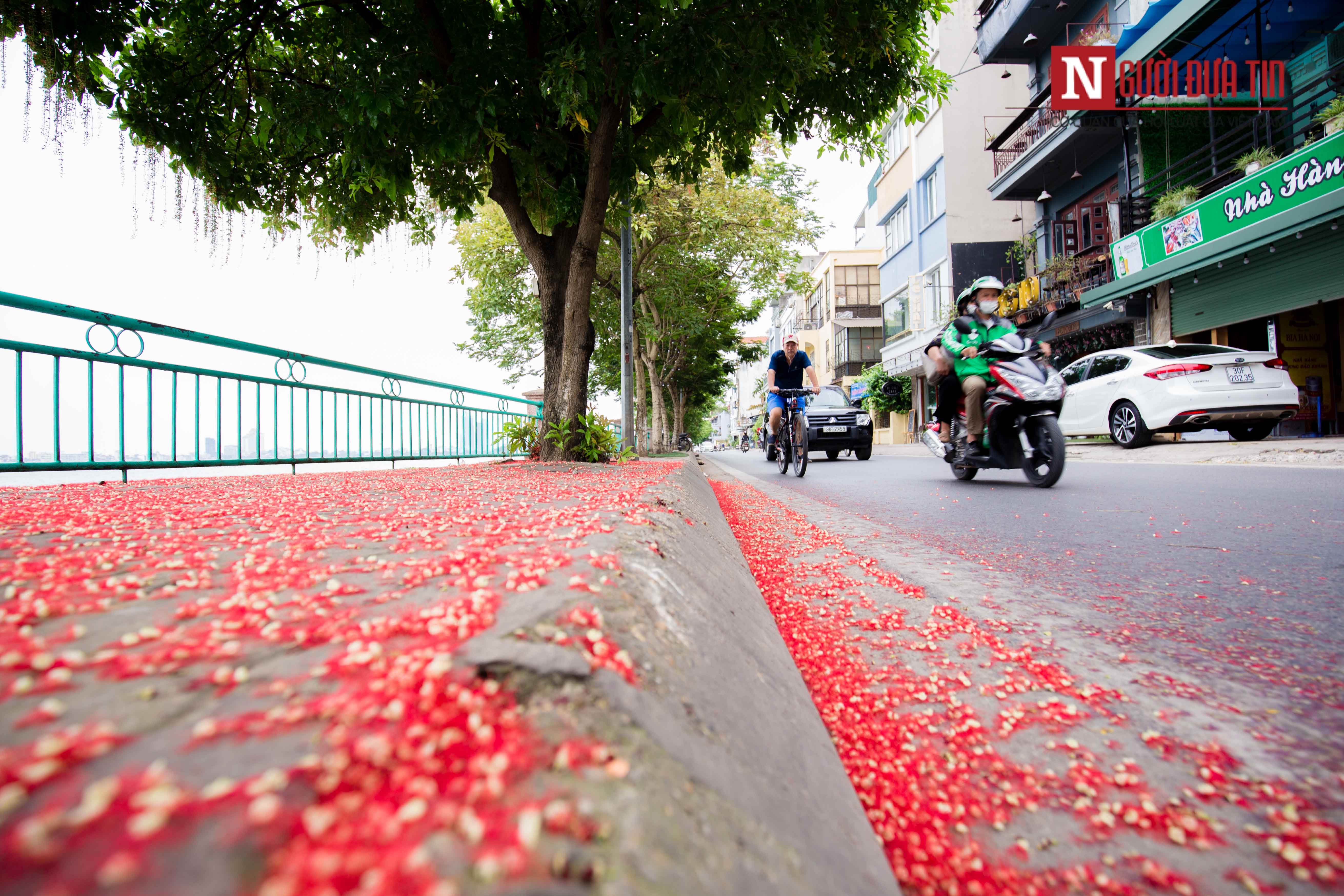 Tin nhanh - Chùm ảnh: Hoa lộc vừng nở rộ nhuộm đỏ cung đường hồ Tây (Hình 8).