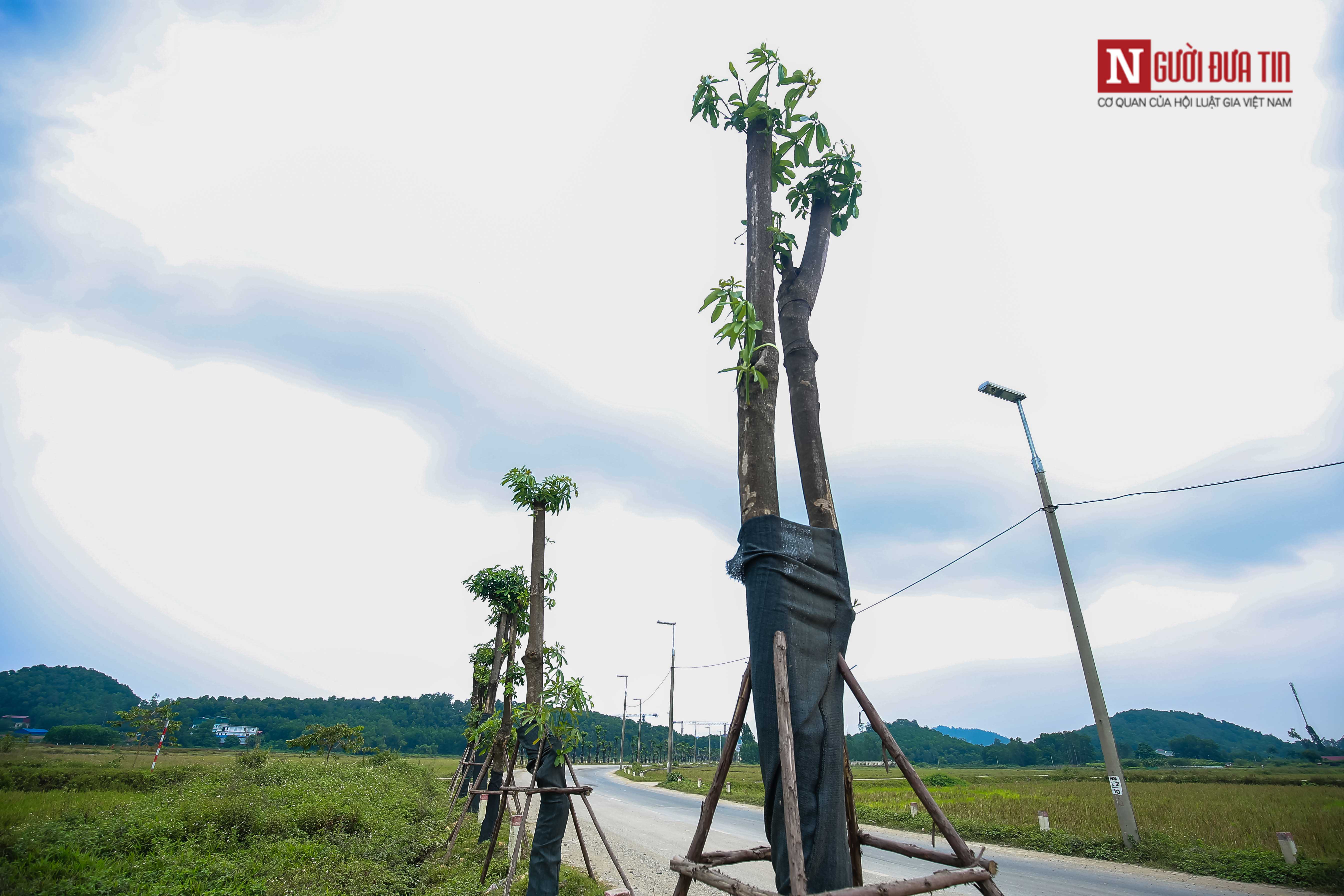 Tin nhanh - Gần 100 cây hoa sữa di chuyển lên bãi rác Nam Sơn giờ ra sao? (Hình 12).