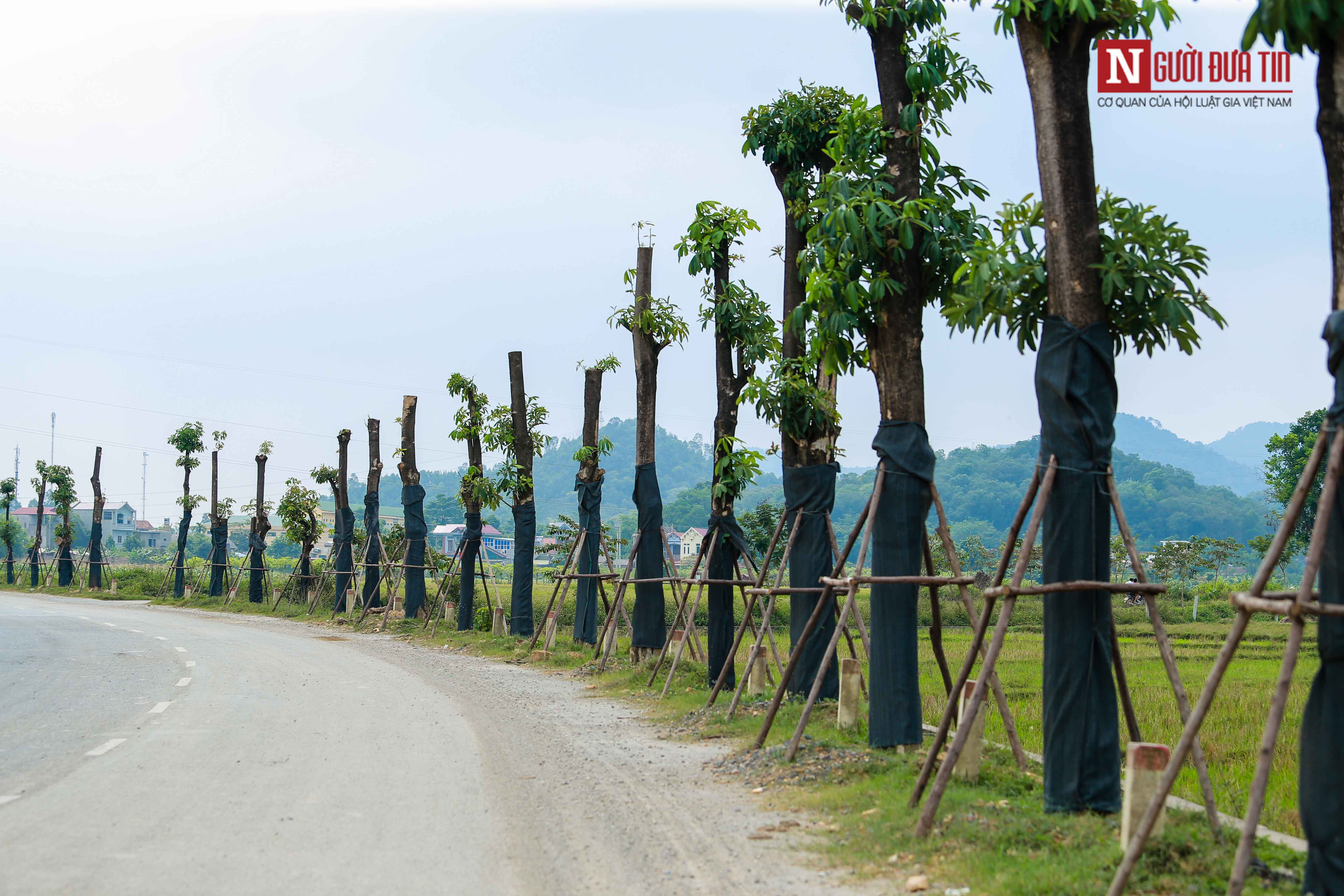 Tin nhanh - Gần 100 cây hoa sữa di chuyển lên bãi rác Nam Sơn giờ ra sao? (Hình 5).