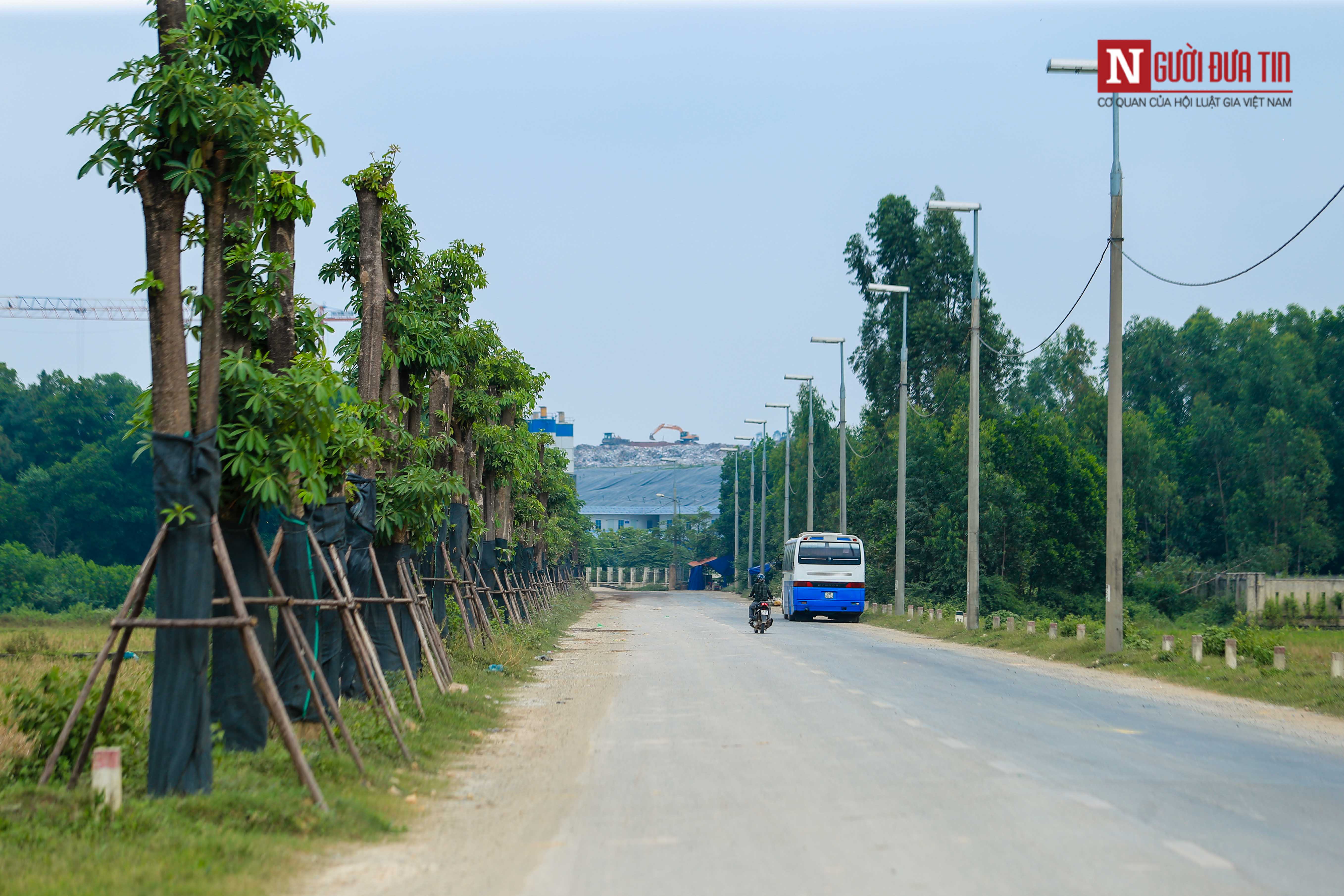 Tin nhanh - Gần 100 cây hoa sữa di chuyển lên bãi rác Nam Sơn giờ ra sao? (Hình 4).