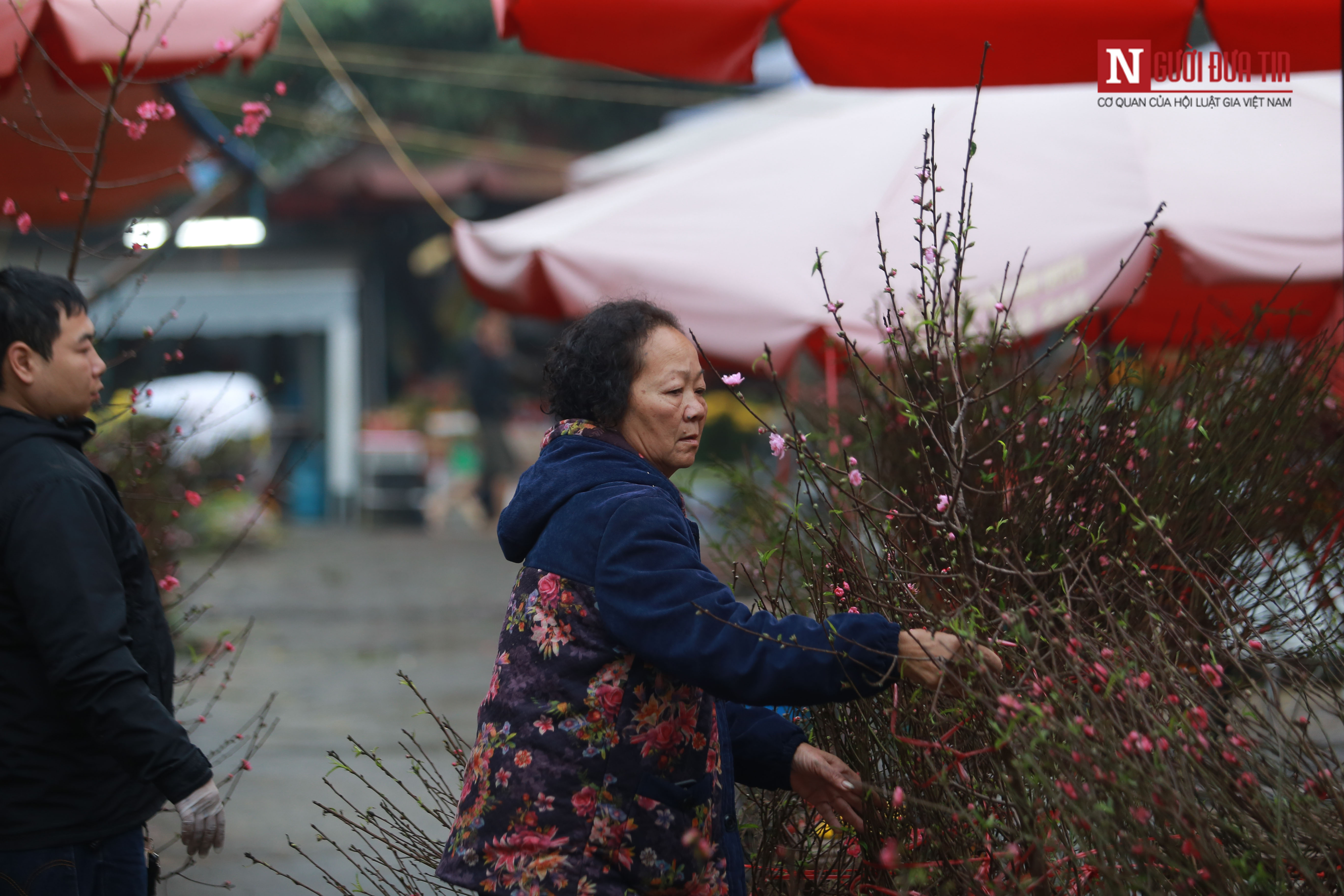 Tin nhanh - Đào Nhật Tân rực rỡ khoe sắc đón Xuân về giữa lòng Thủ đô (Hình 11).