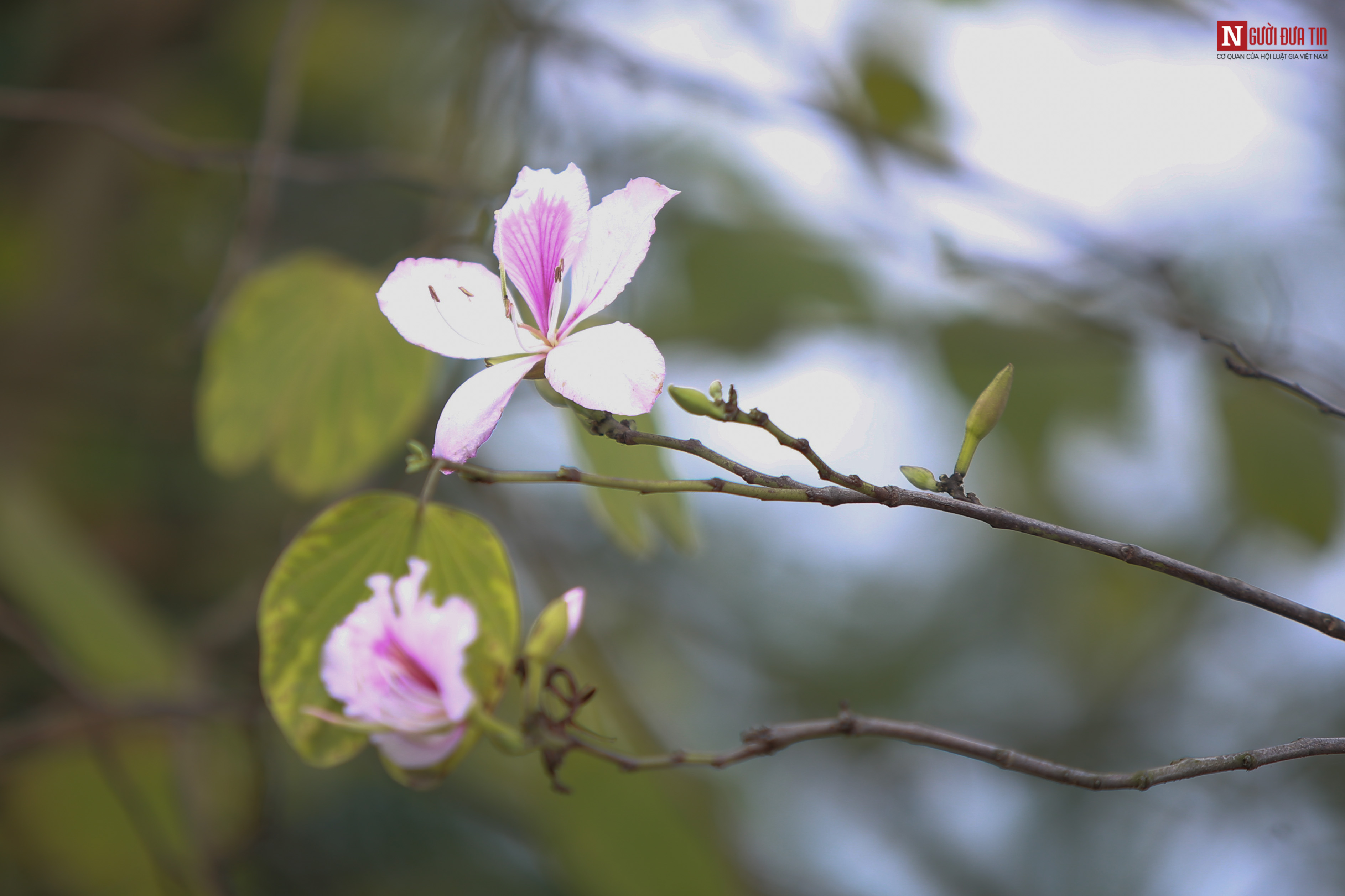 Tin nhanh - Chiêm ngưỡng loài hoa của núi rừng Tây Bắc giữa lòng Hà Nội (Hình 2).