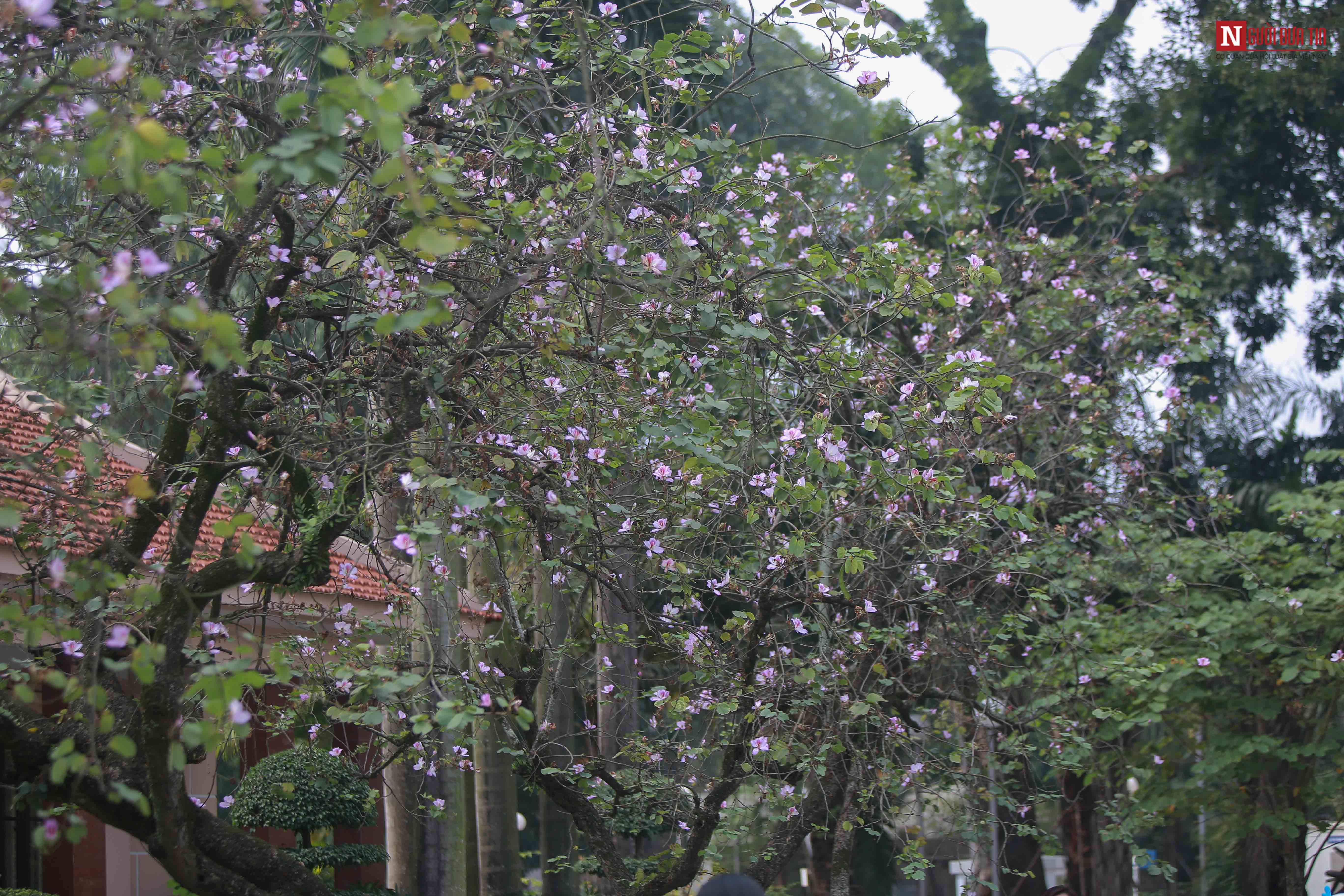 Tin nhanh - Chiêm ngưỡng loài hoa của núi rừng Tây Bắc giữa lòng Hà Nội (Hình 14).