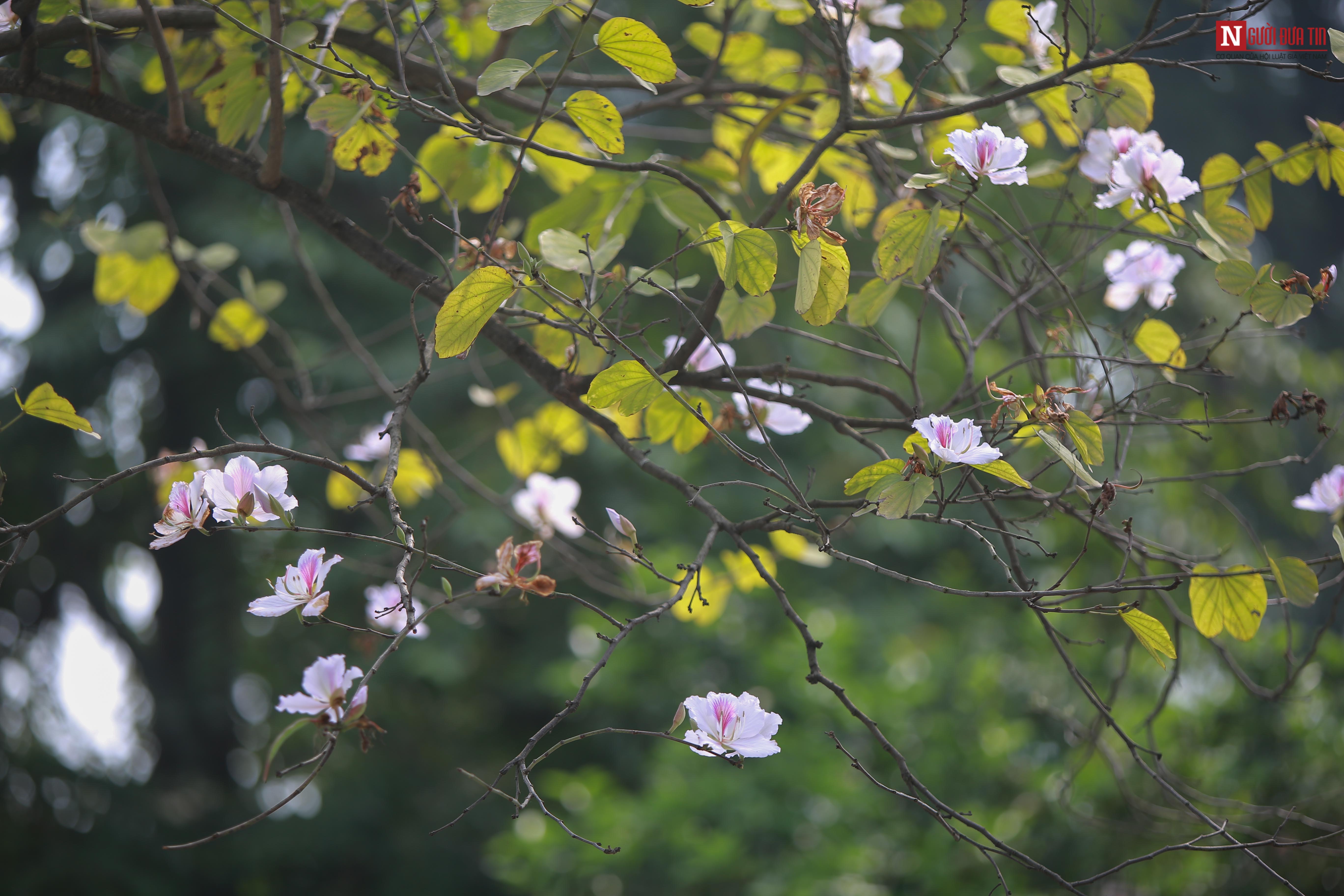 Tin nhanh - Chiêm ngưỡng loài hoa của núi rừng Tây Bắc giữa lòng Hà Nội (Hình 15).