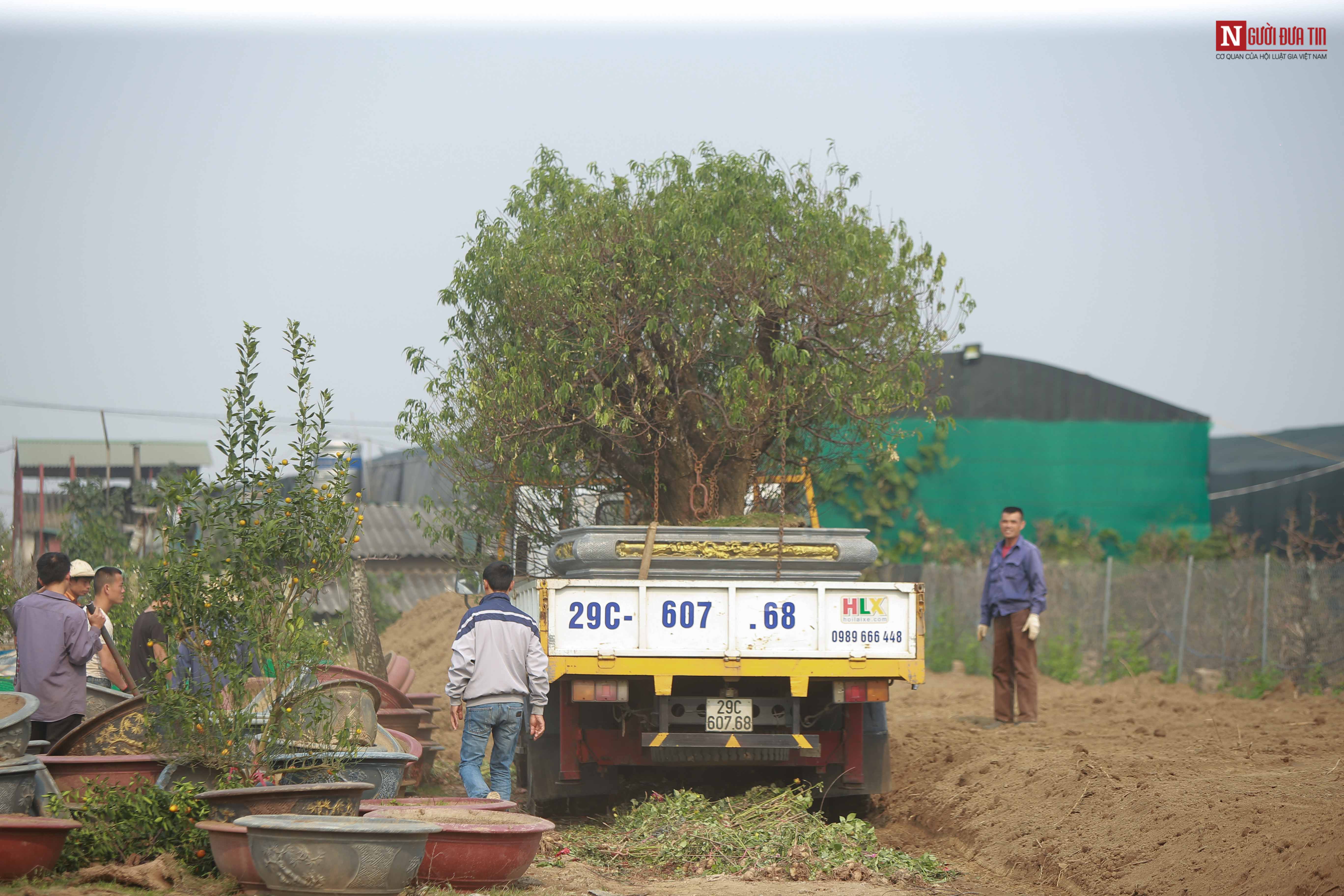 Tin nhanh - Làng đào Nhật Tân tất bật sau Tết Nguyên đán (Hình 5).