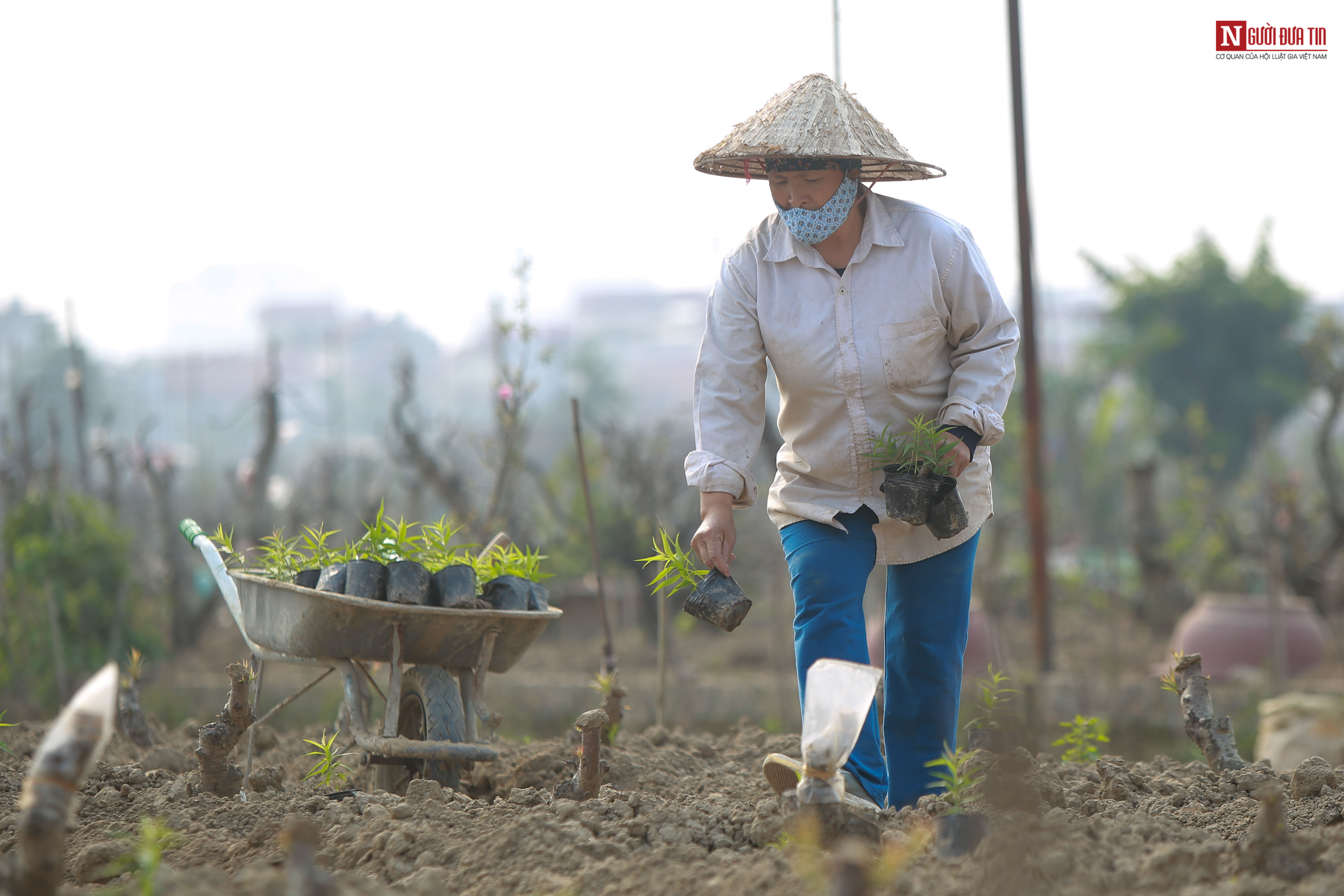 Tin nhanh - Làng đào Nhật Tân tất bật sau Tết Nguyên đán (Hình 18).