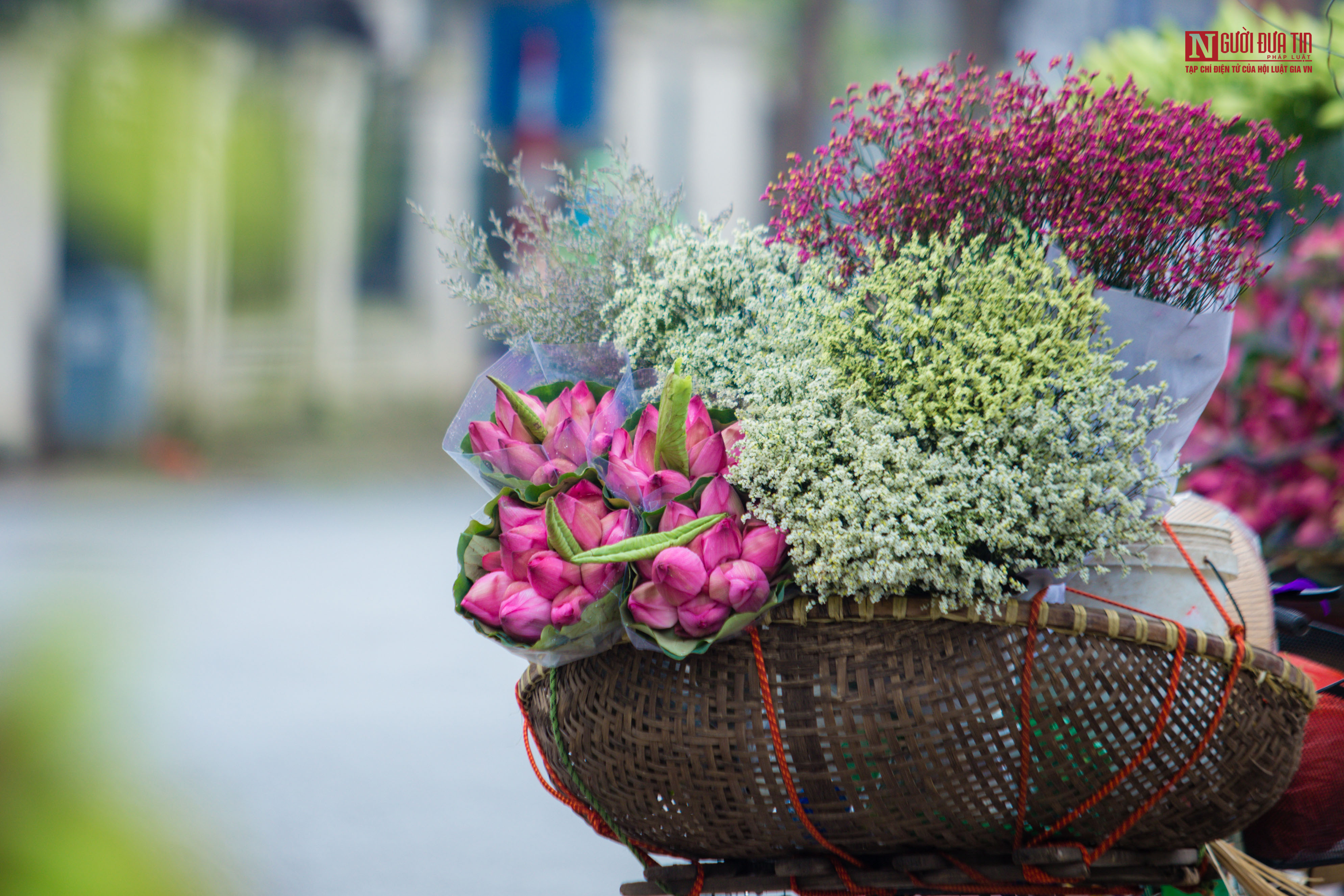 Tin nhanh - Hoa sen đầu mùa rong ruổi khắp phố phường Hà Nội