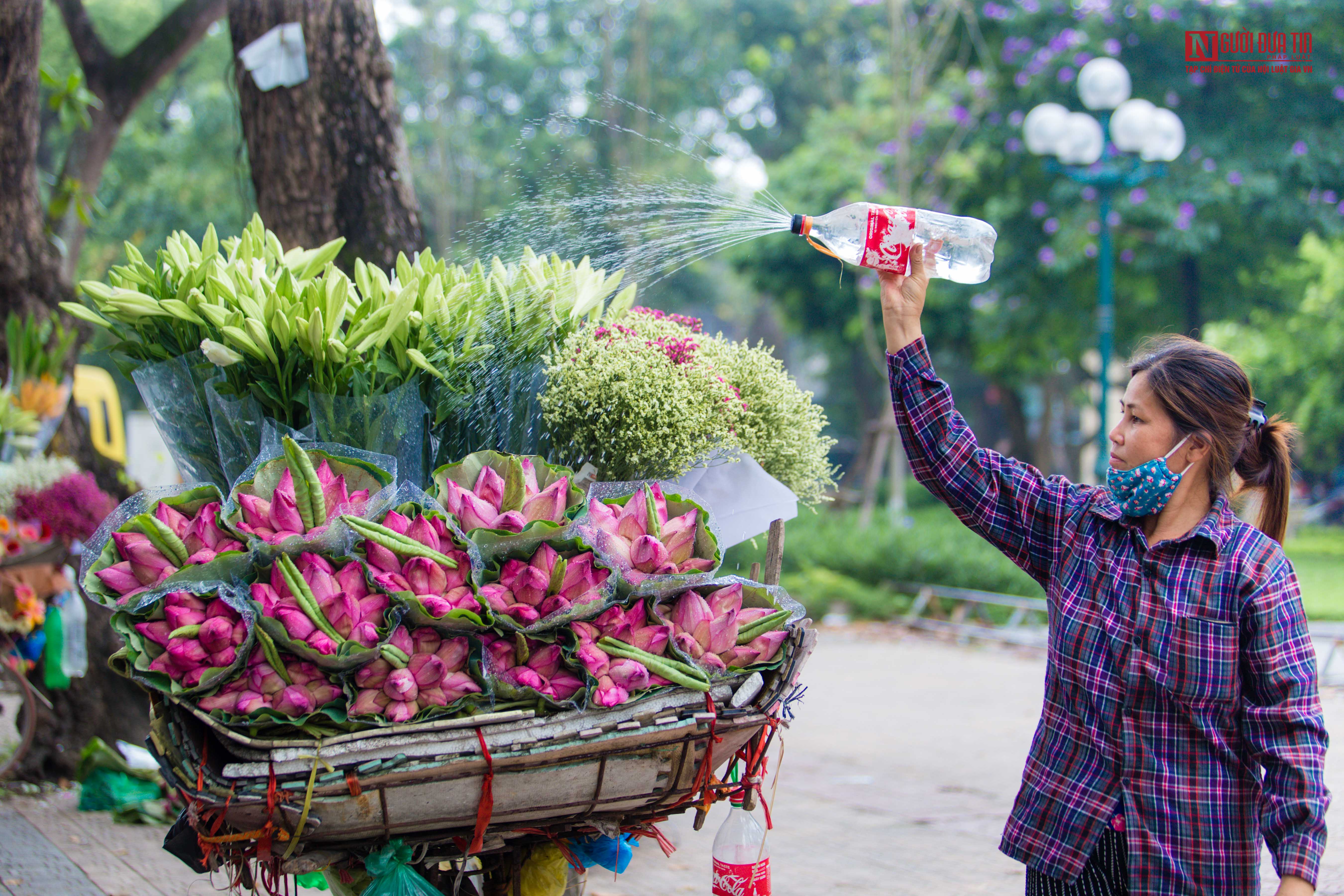 Tin nhanh - Hoa sen đầu mùa rong ruổi khắp phố phường Hà Nội (Hình 9).