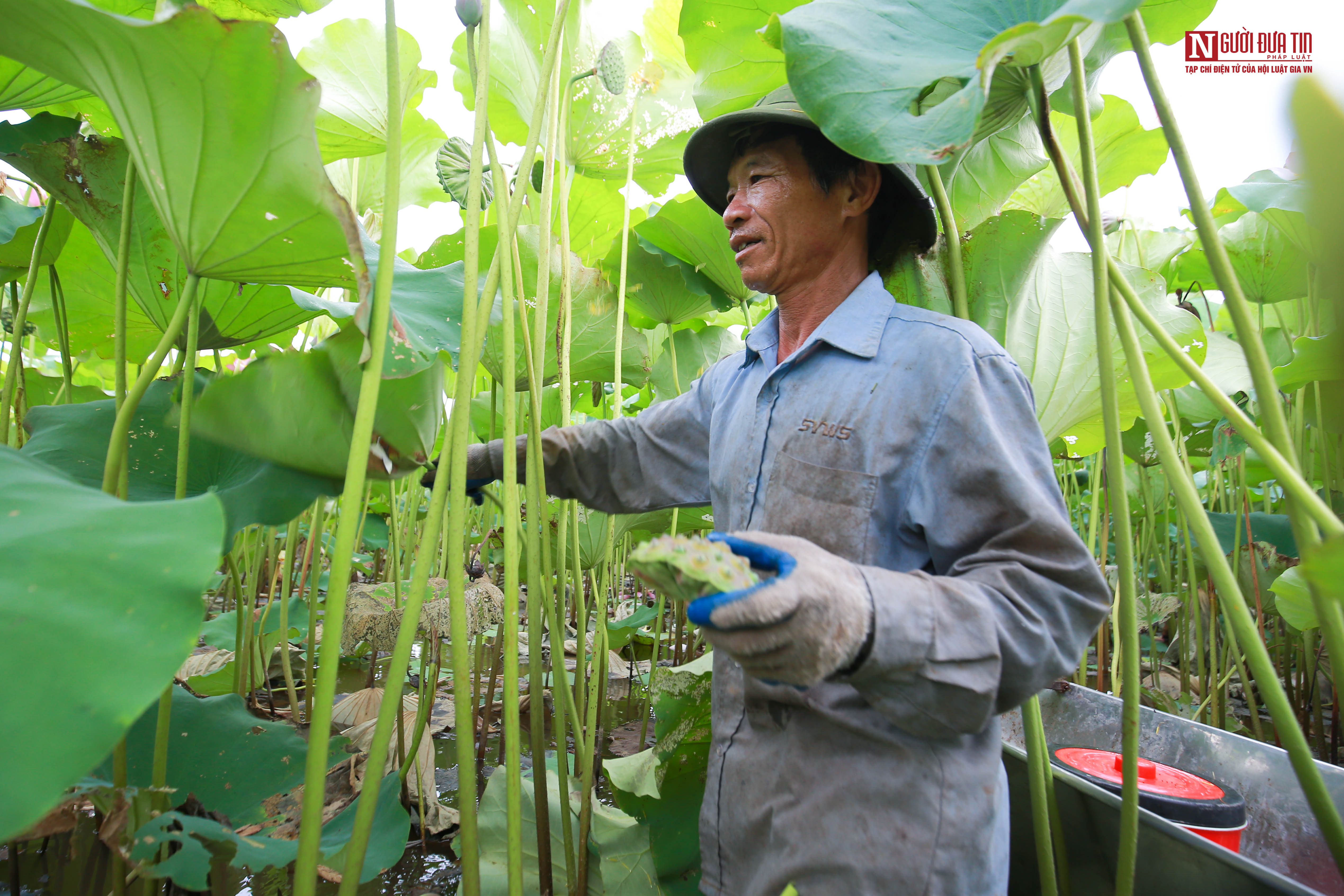 Tin nhanh - Người dân đầm mình trong bùn thu hoạch sen tại vựa sen lớn nhất miền Bắc (Hình 5).