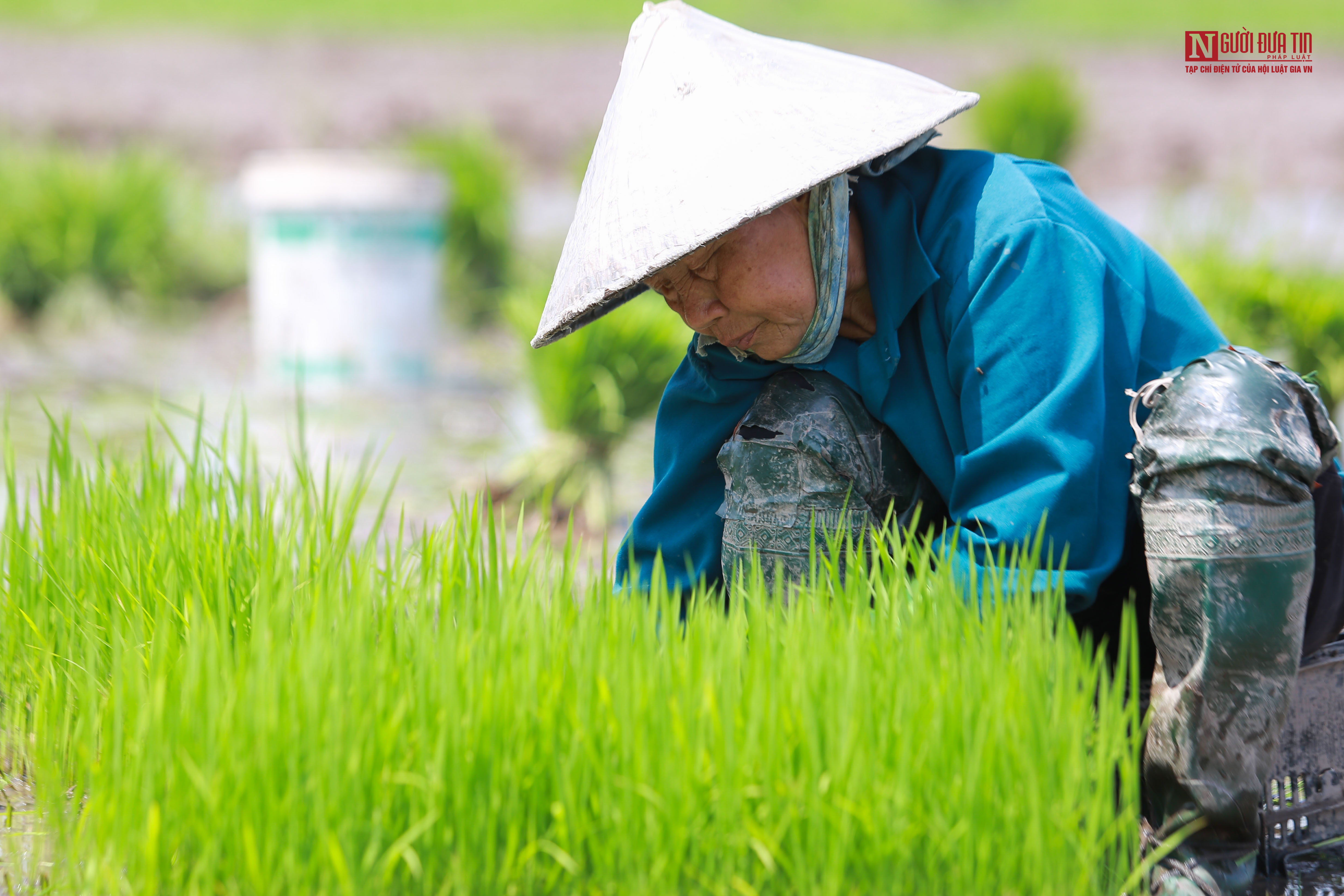 Tin nhanh - Người dân đội nắng như thiêu như đốt đi cấy lúa (Hình 4).