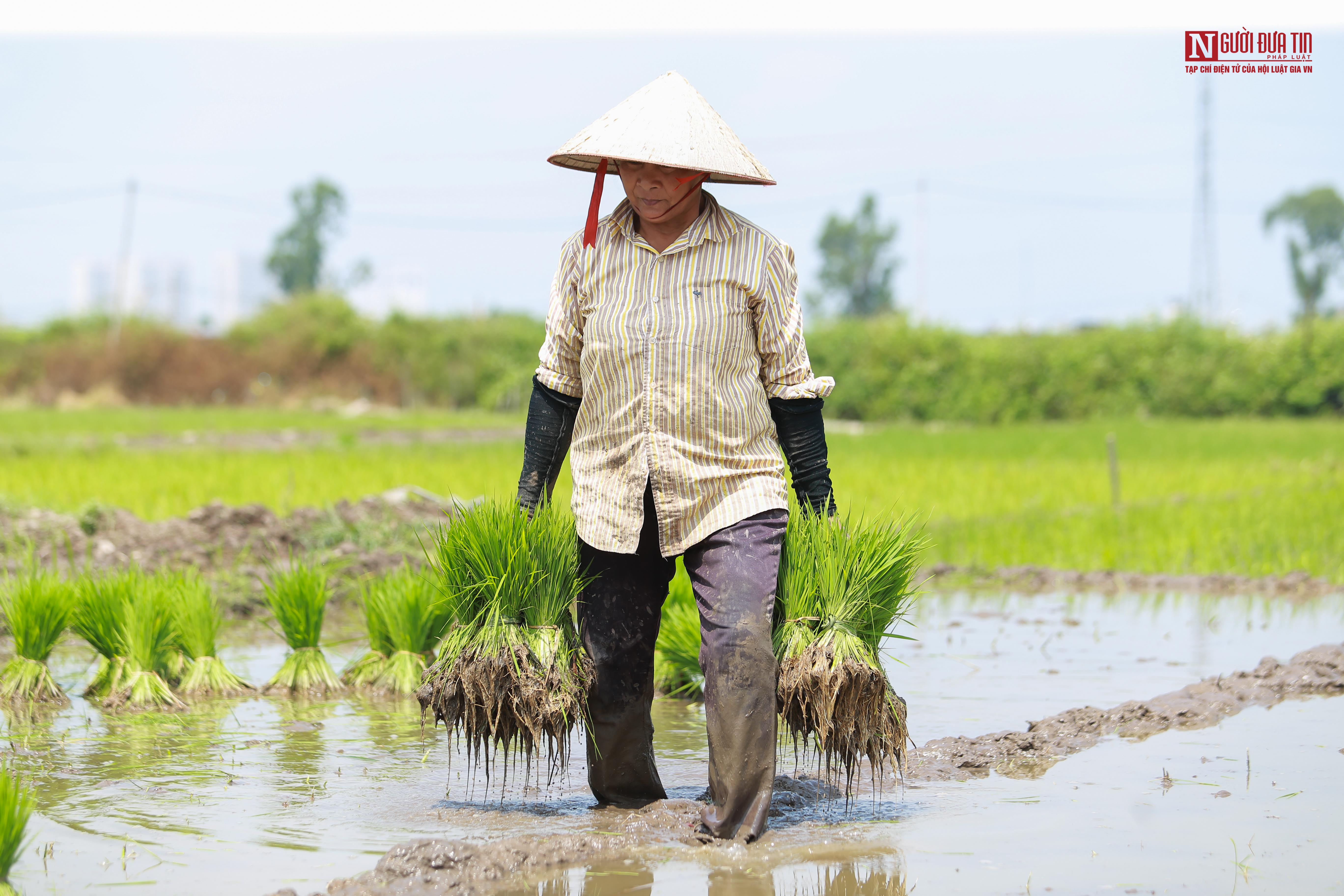 Tin nhanh - Người dân đội nắng như thiêu như đốt đi cấy lúa (Hình 5).