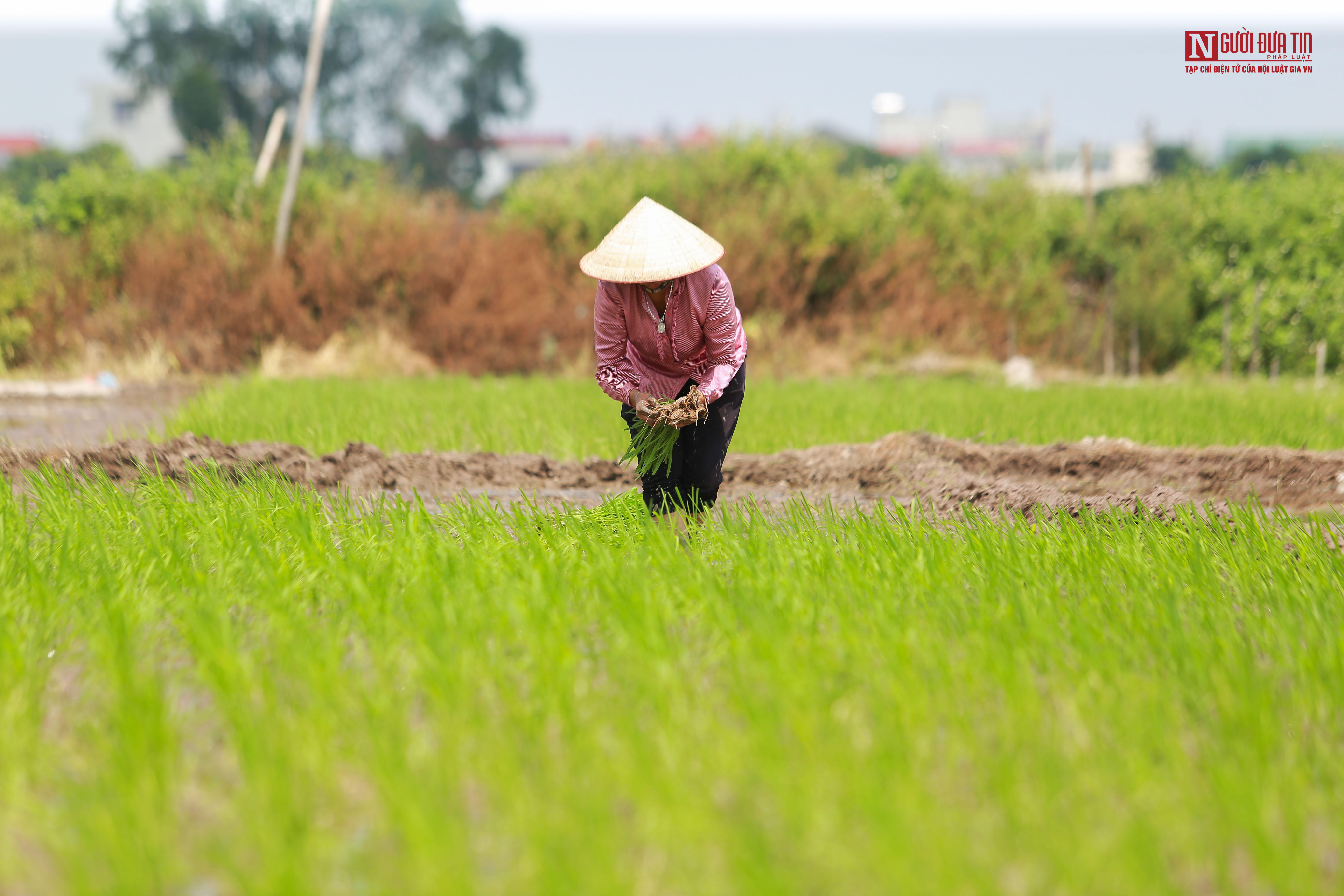 Tin nhanh - Người dân đội nắng như thiêu như đốt đi cấy lúa (Hình 10).