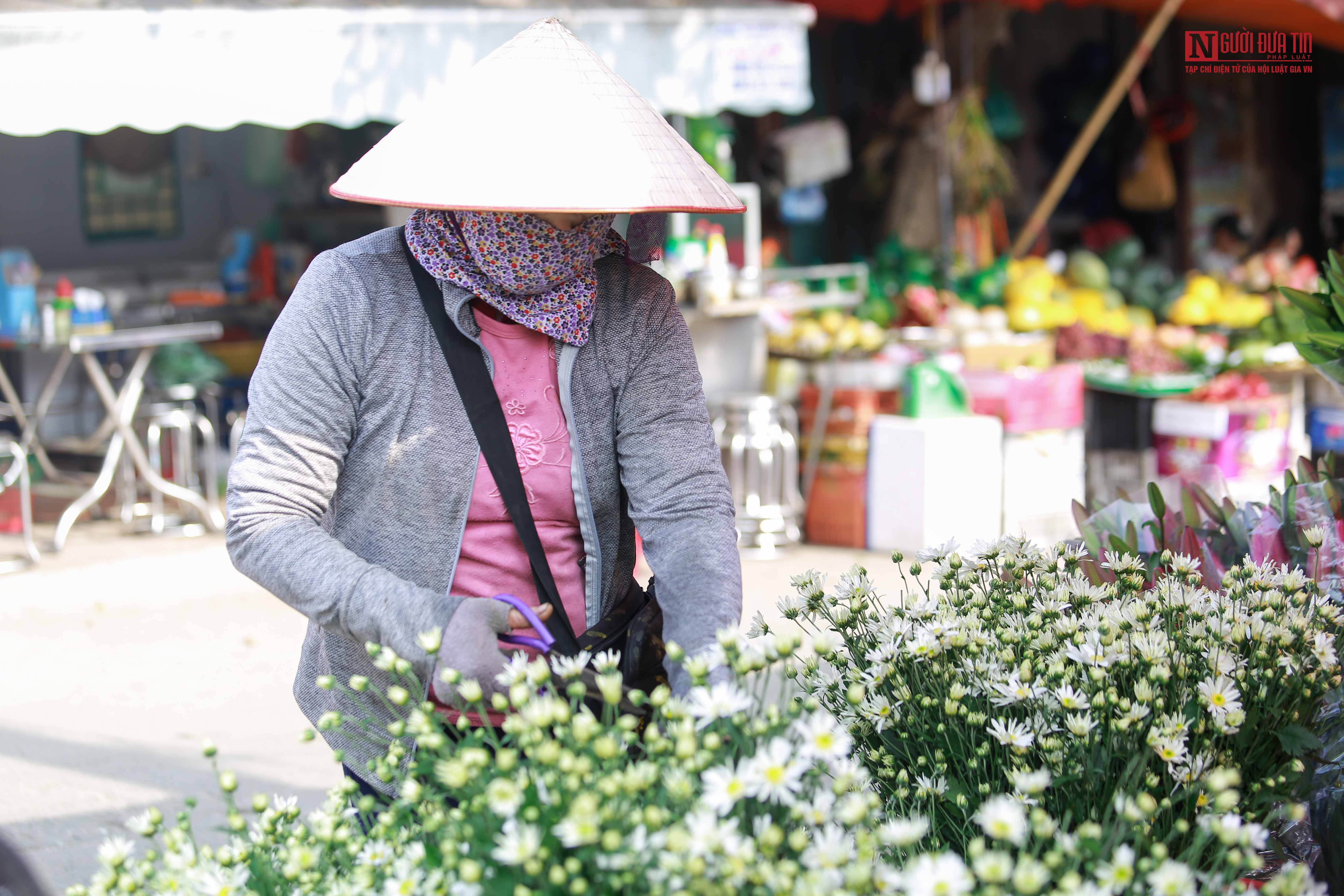 Tin nhanh - Cúc họa mi xuống phố đẹp hút hồn (Hình 2).