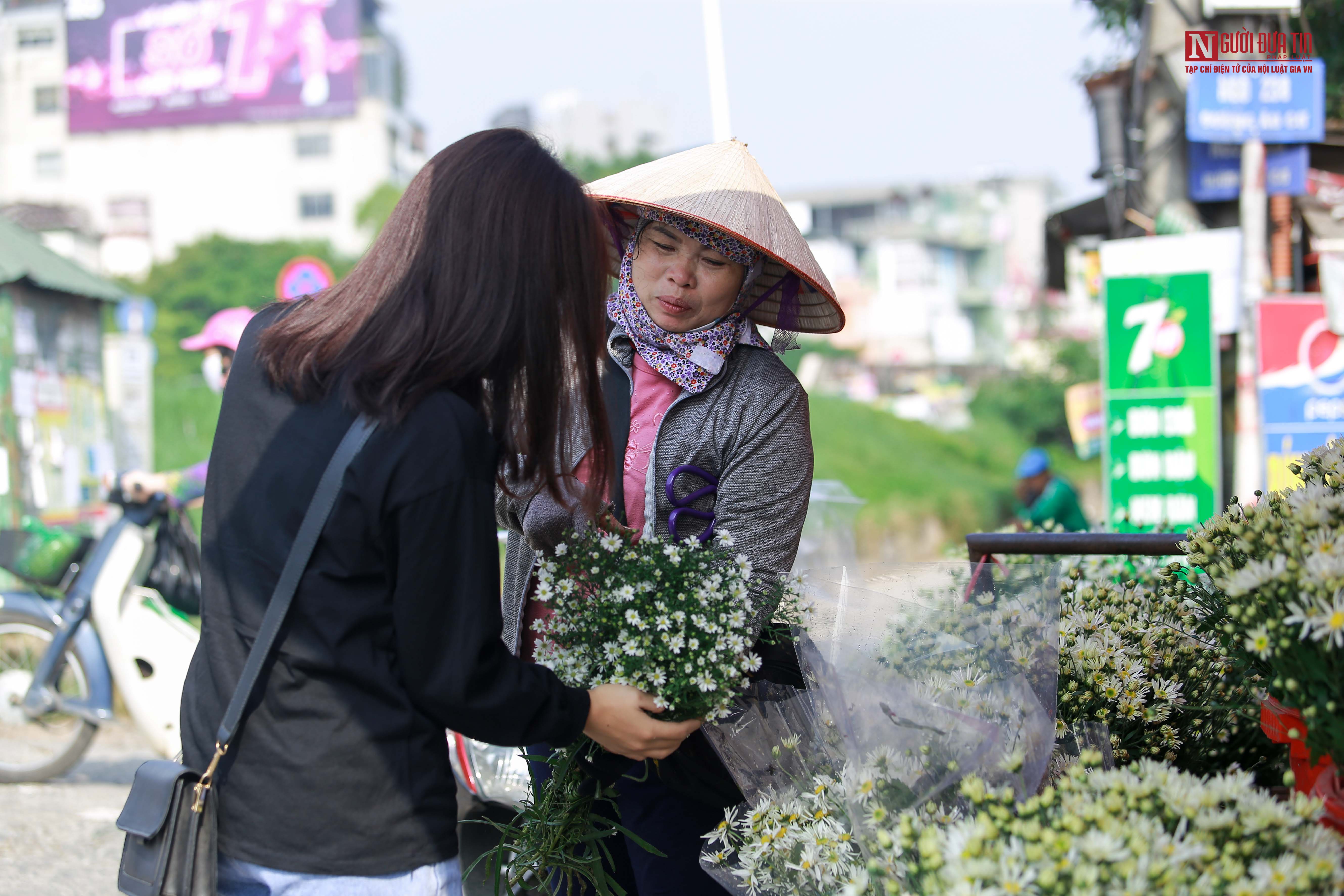 Tin nhanh - Cúc họa mi xuống phố đẹp hút hồn (Hình 8).