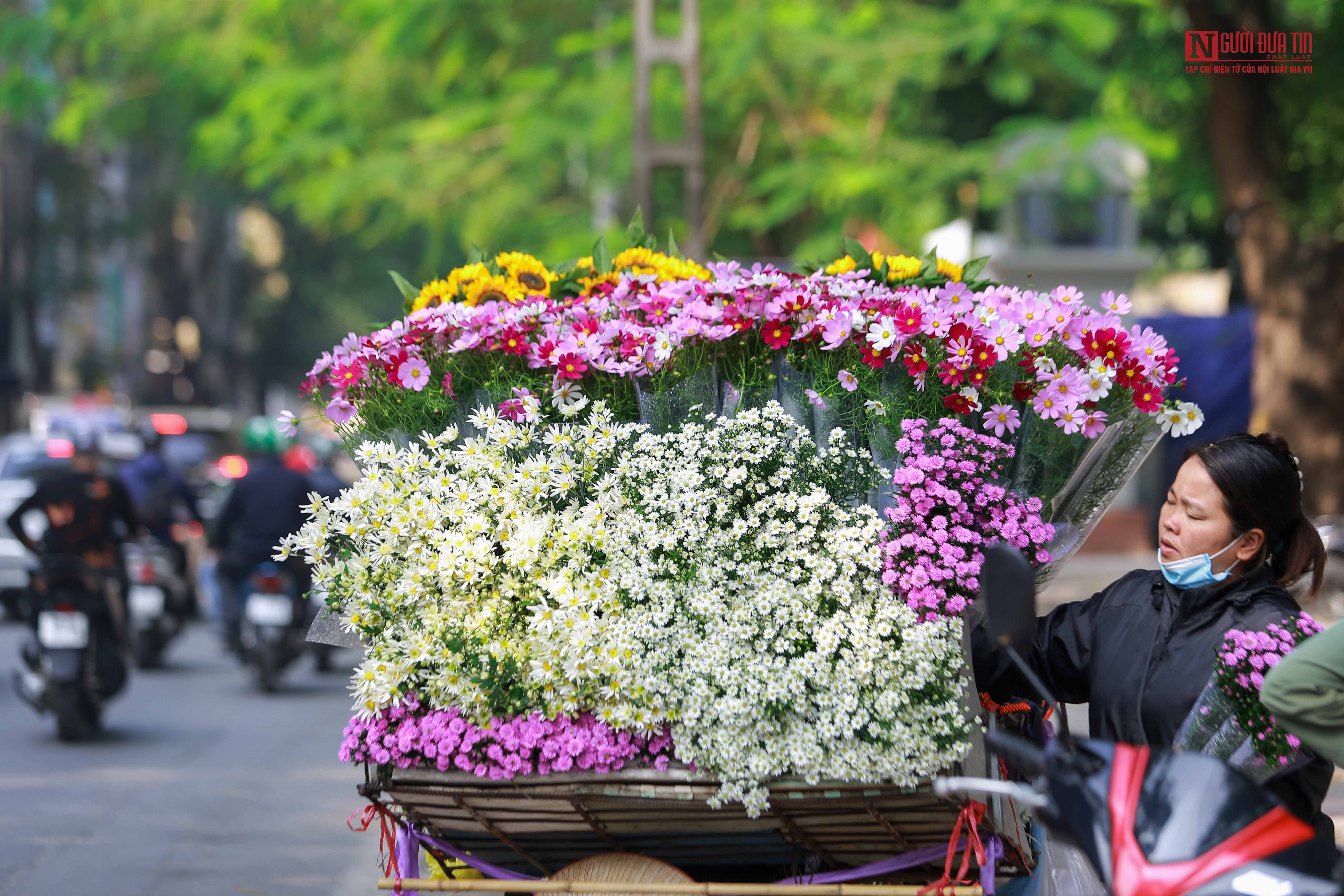 Tin nhanh - Cúc họa mi xuống phố đẹp hút hồn (Hình 6).