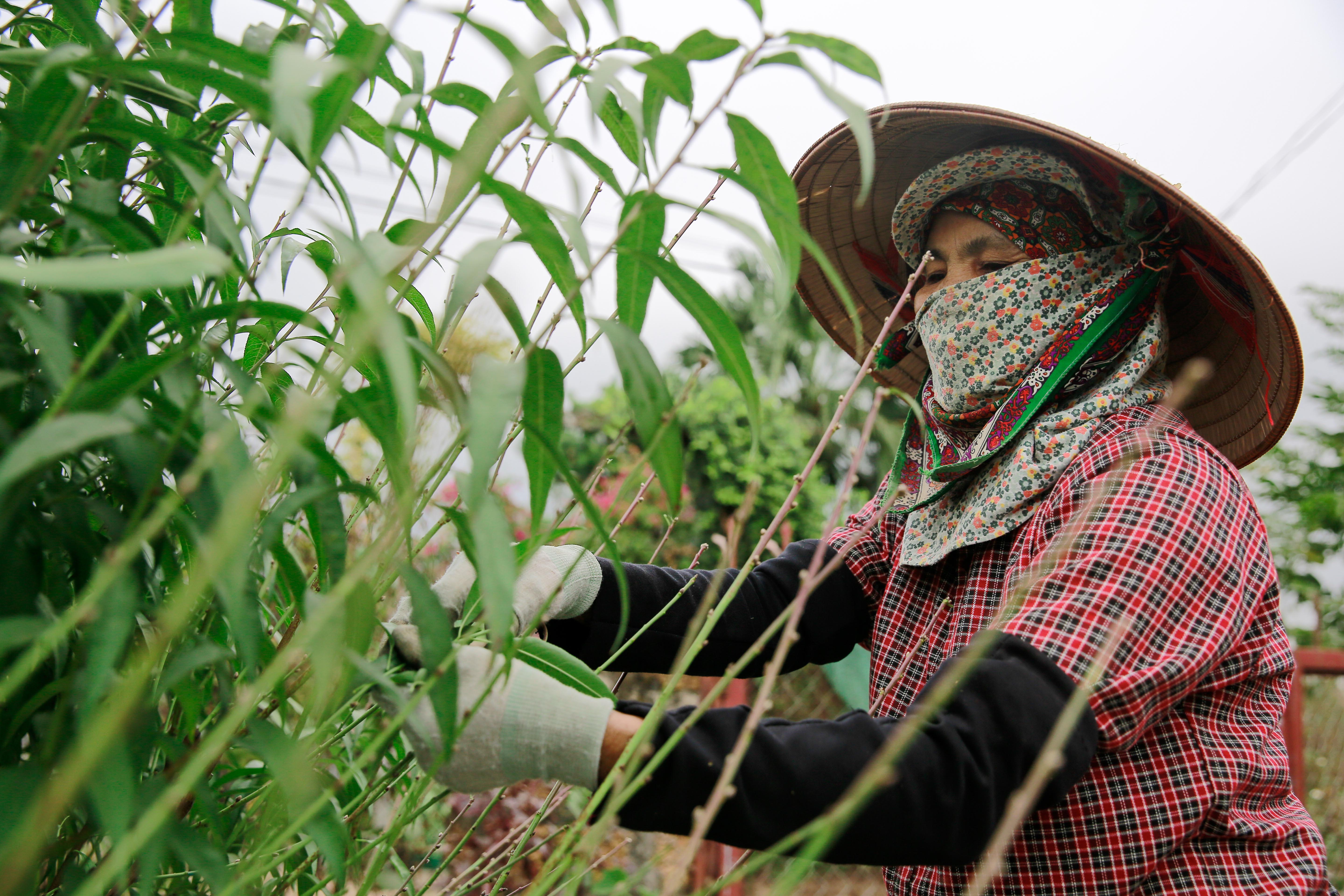 Tin nhanh - Đào Nhật Tân thay 'áo mới' chuẩn bị đón Tết Tân Sửu (Hình 5).