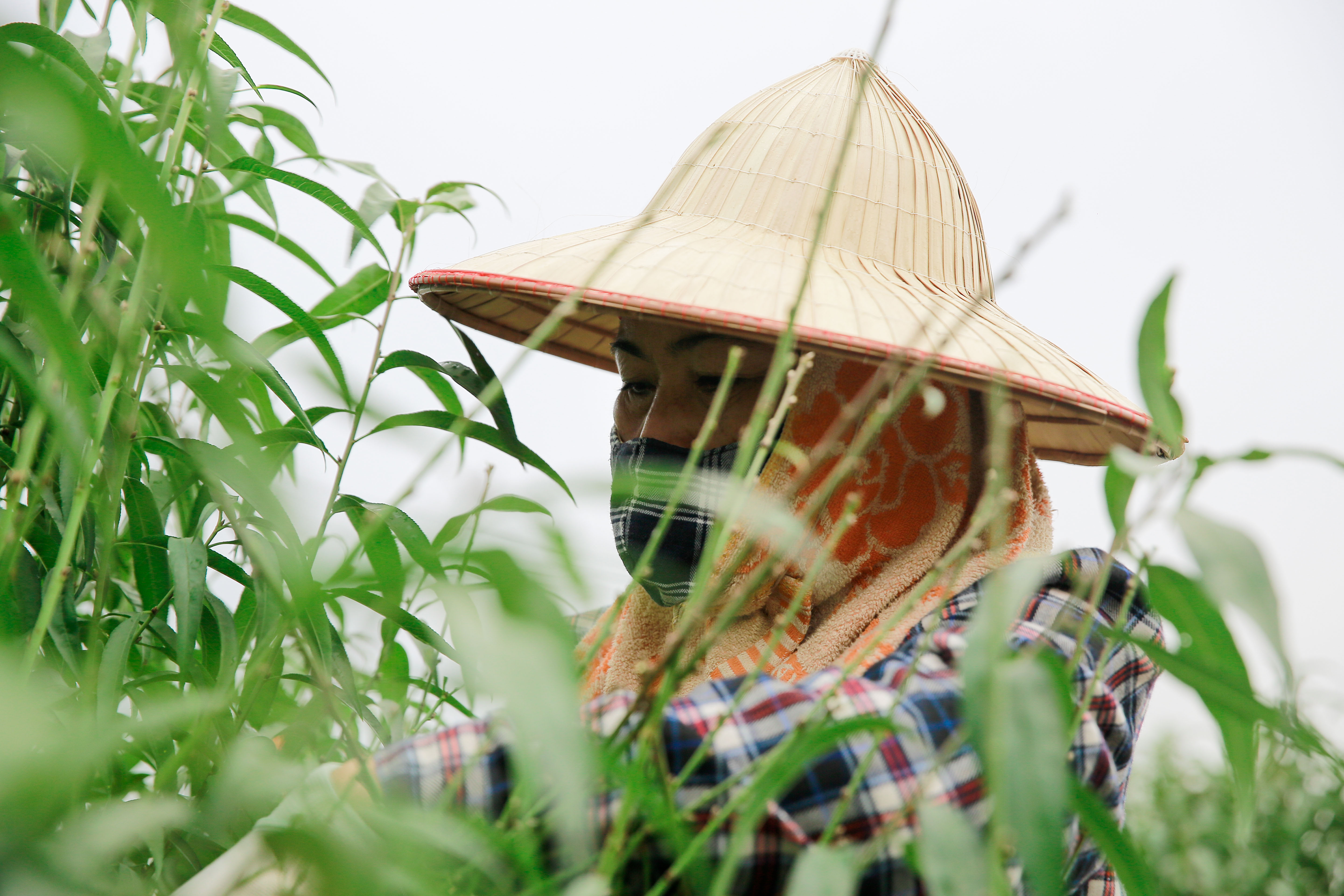 Tin nhanh - Đào Nhật Tân thay 'áo mới' chuẩn bị đón Tết Tân Sửu (Hình 7).