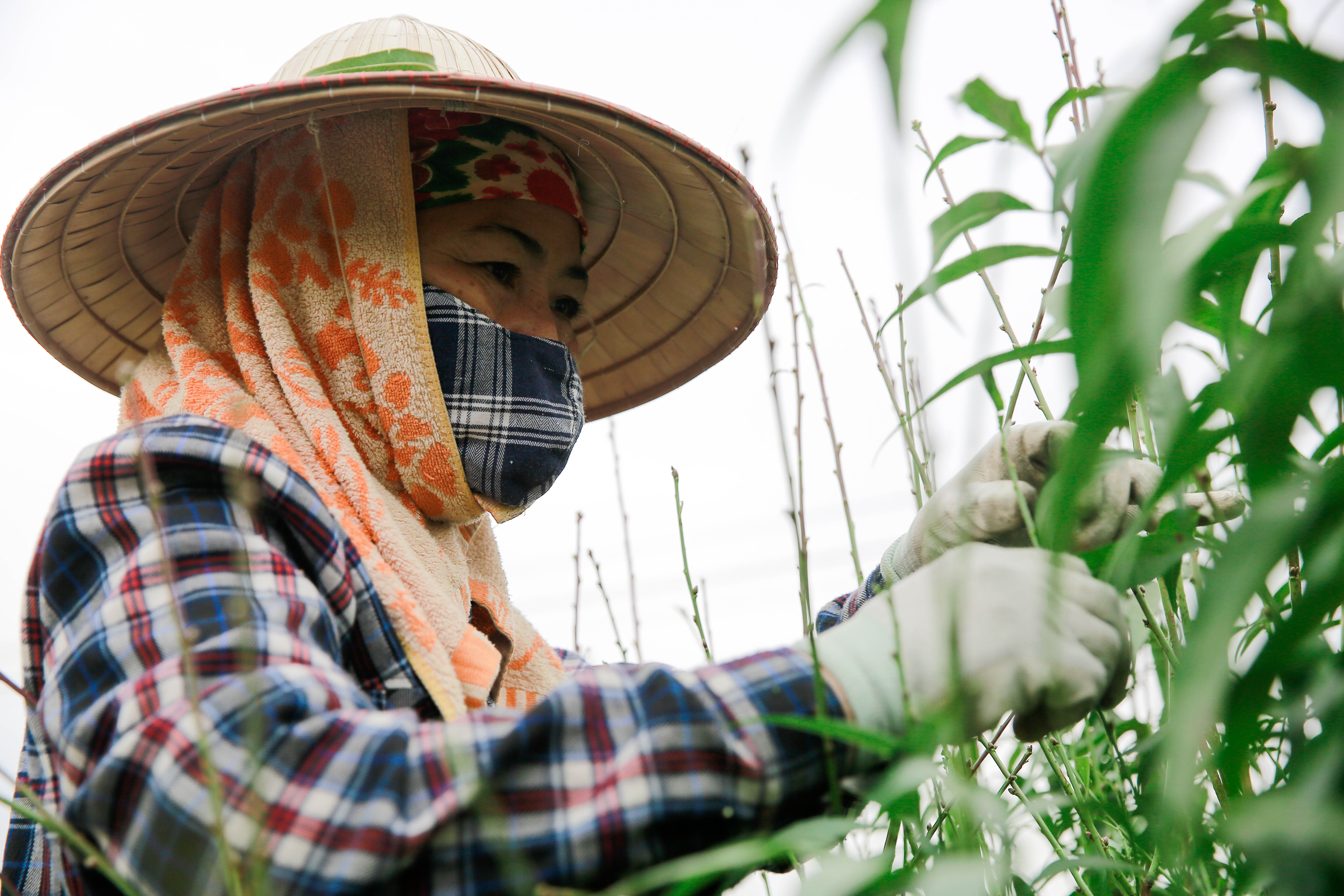 Tin nhanh - Đào Nhật Tân thay 'áo mới' chuẩn bị đón Tết Tân Sửu (Hình 3).