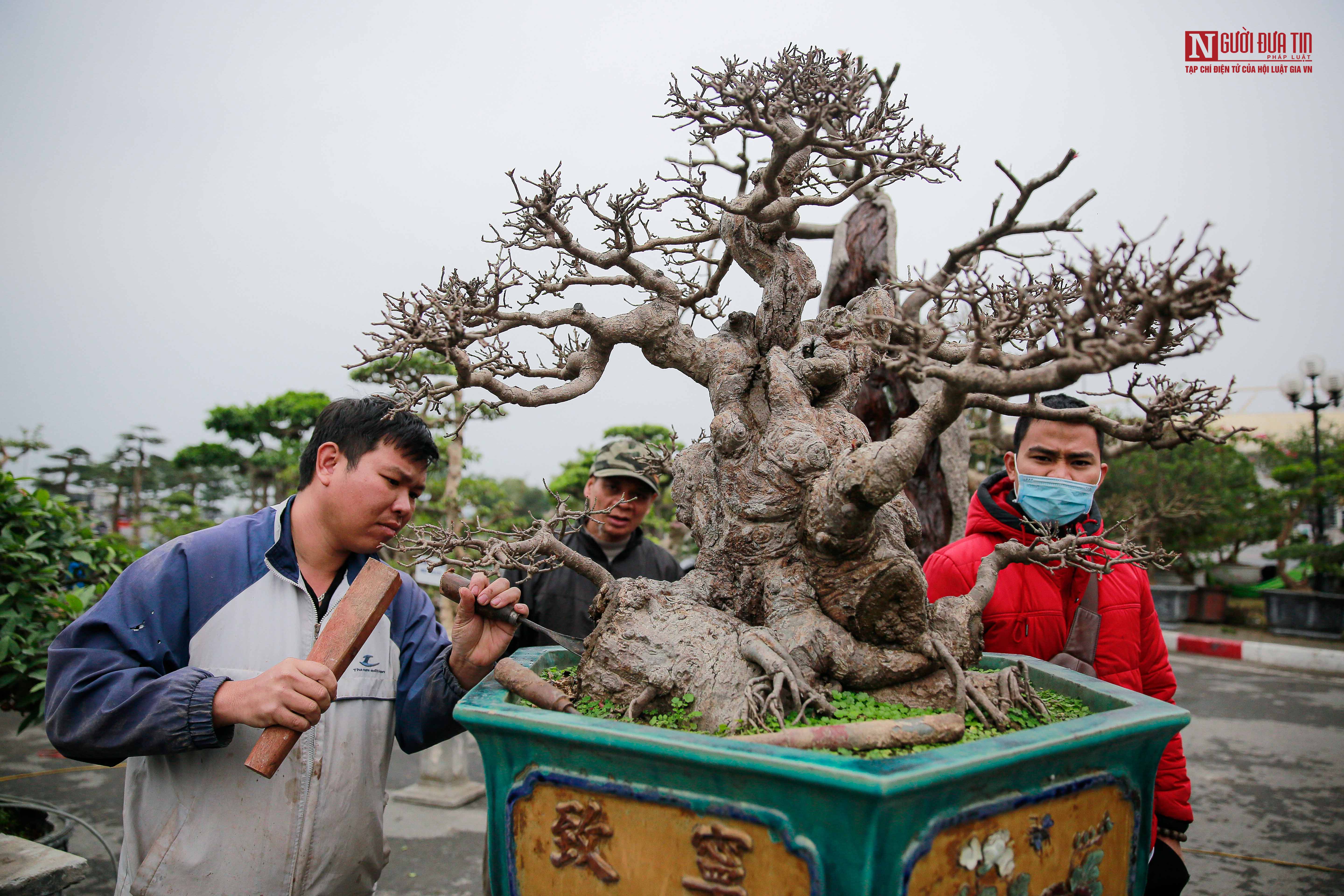 Tiêu dùng & Dư luận - Ngắm những thế cây lạ giá hàng trăm triệu đồng tại Hà Nội (Hình 5).