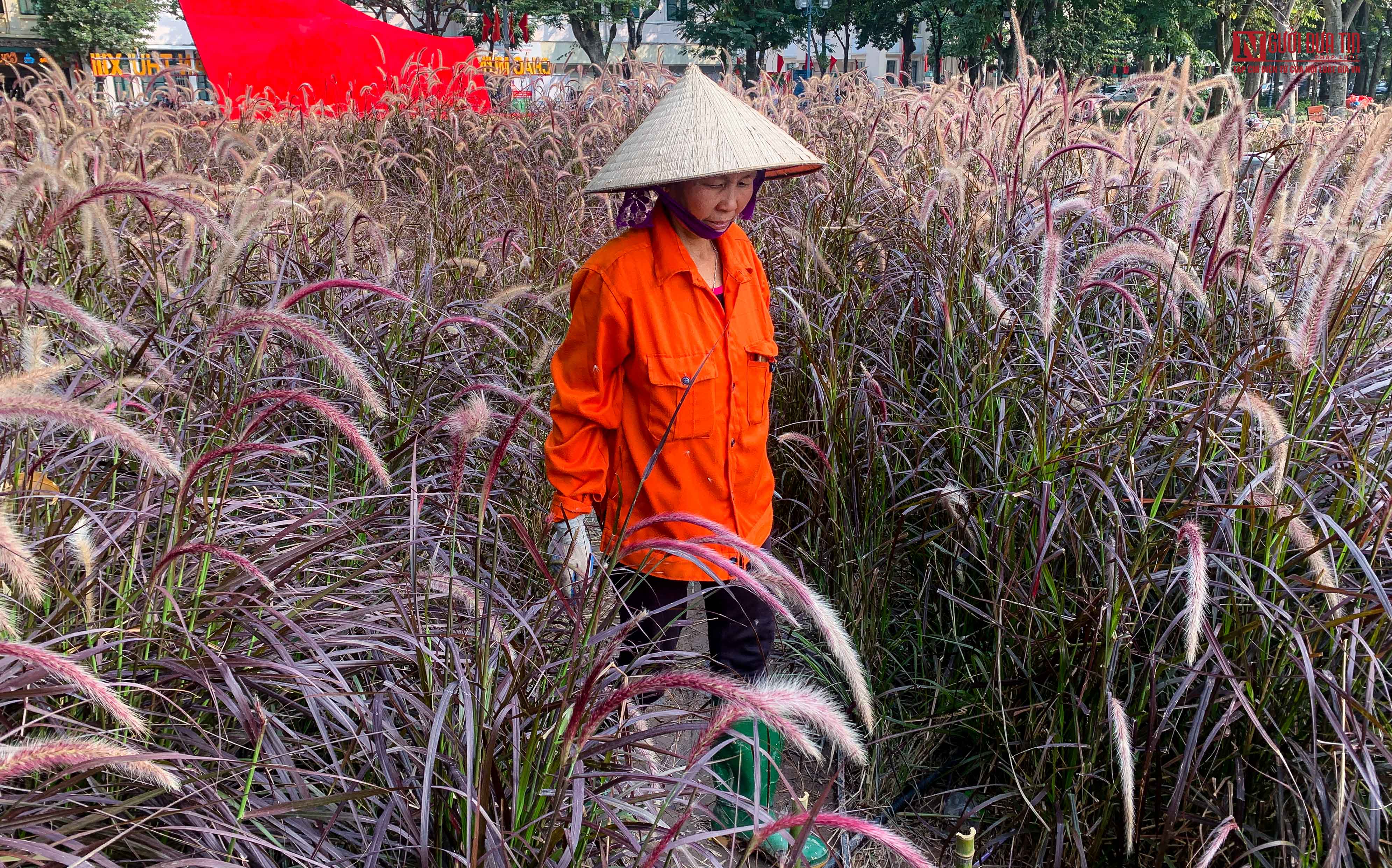 Tin nhanh - Cỏ lau tím rực rỡ ven hồ Gươm bị dẫm nát (Hình 13).