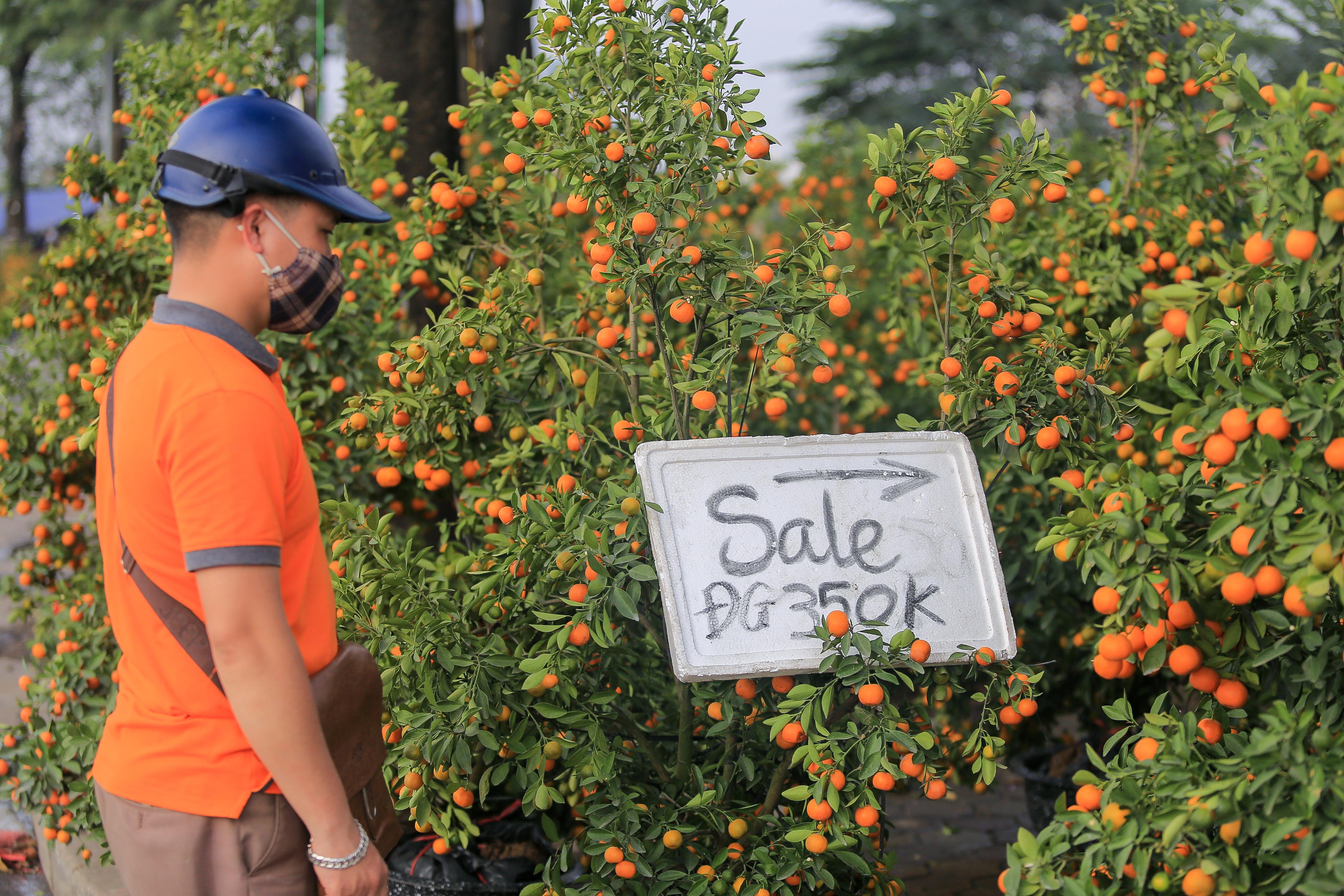 Tiêu dùng & Dư luận - Quất, đào 'sale kịch sàn' vẫn vắng bóng người mua (Hình 5).