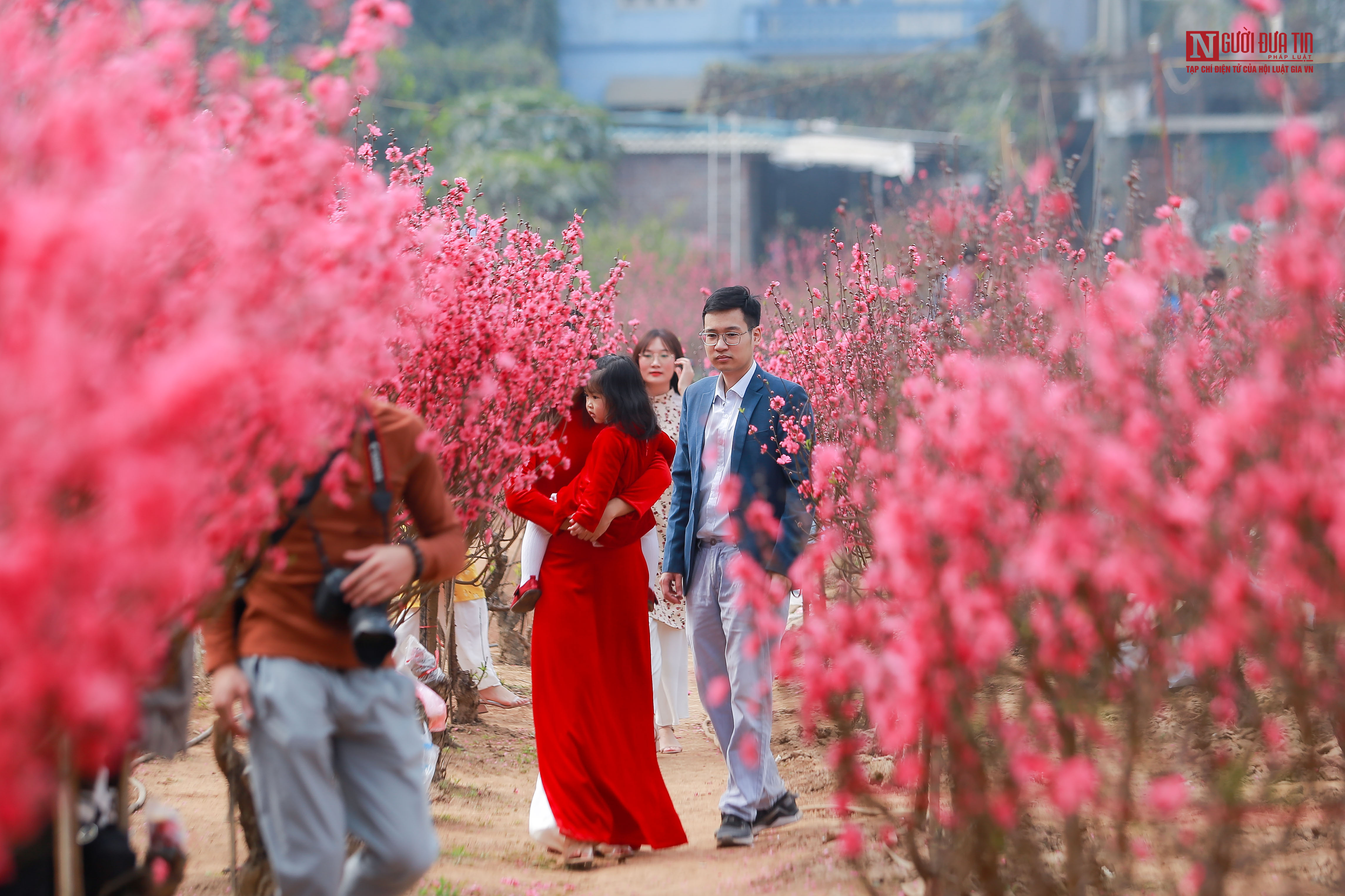 Tin nhanh - Người dân 'đọ sắc' với hoa đào Nhật Tân (Hình 4).