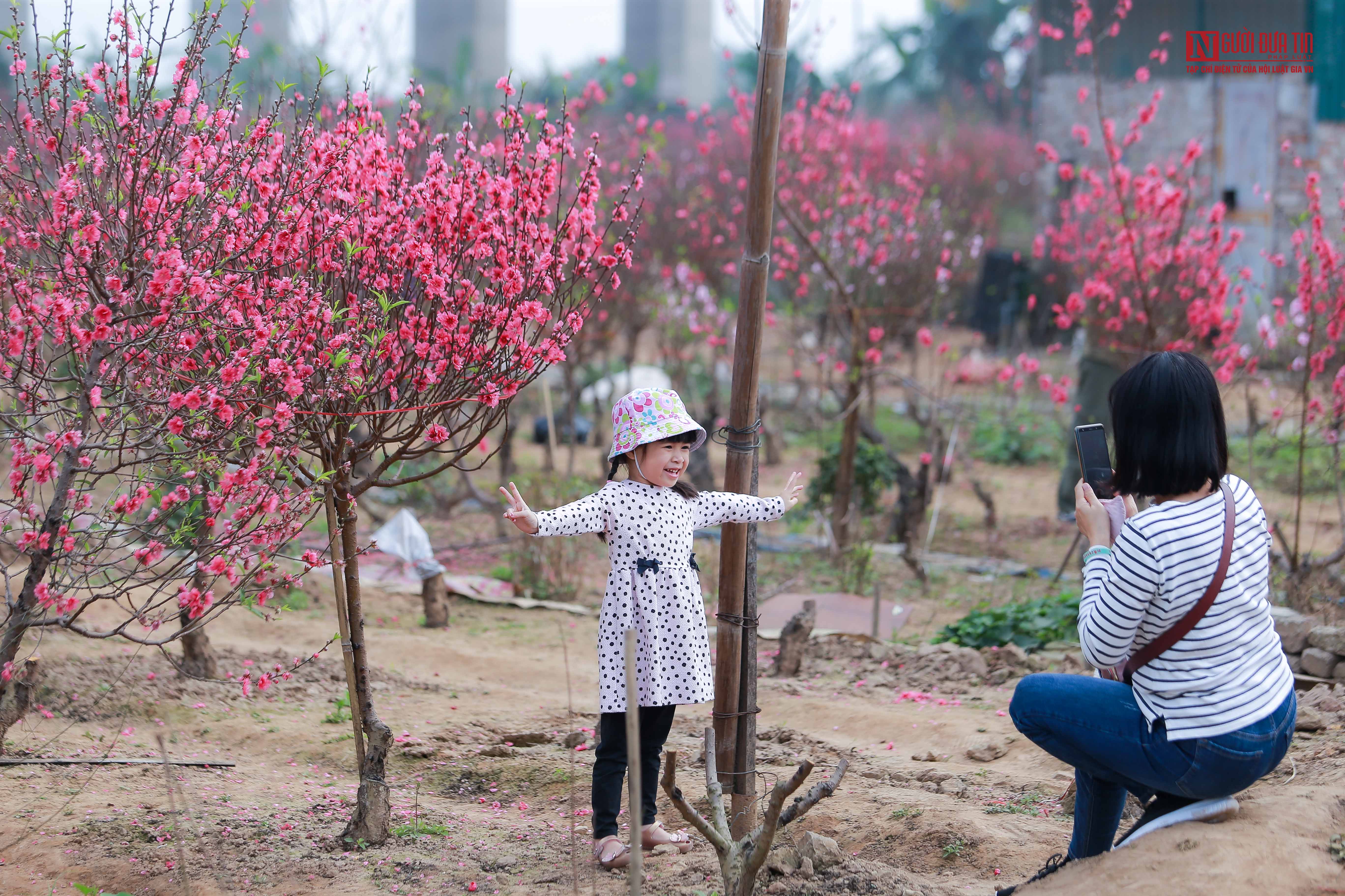 Tin nhanh - Người dân 'đọ sắc' với hoa đào Nhật Tân (Hình 14).