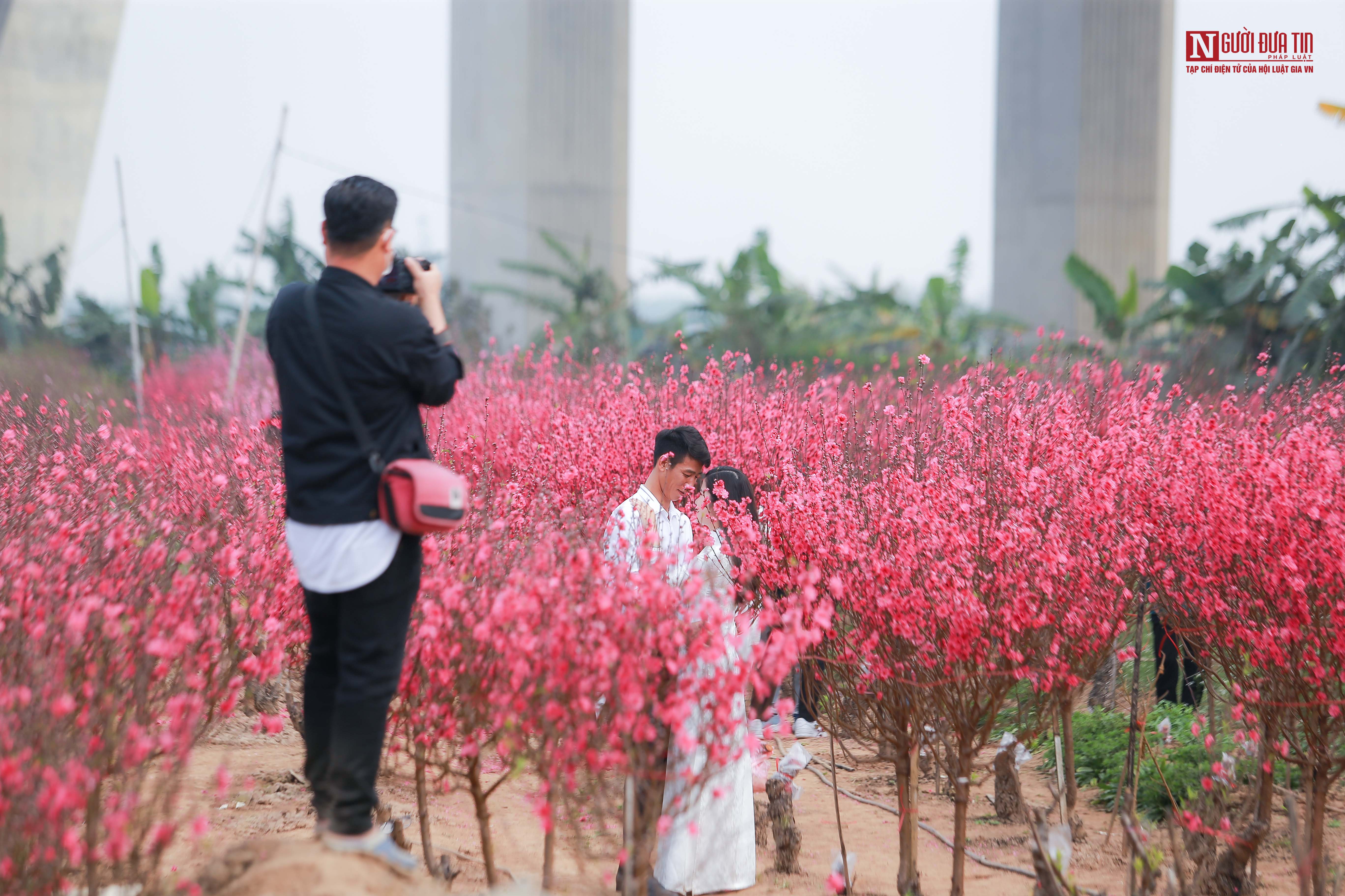 Tin nhanh - Người dân 'đọ sắc' với hoa đào Nhật Tân (Hình 17).