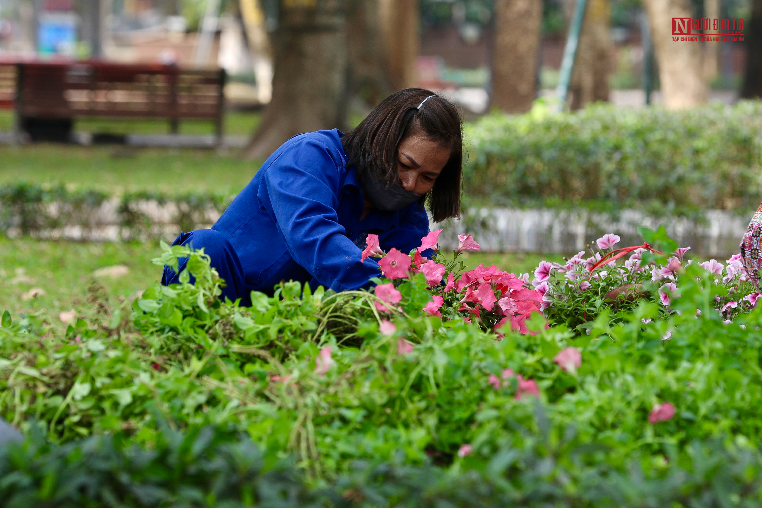 Tin nhanh - Hà Nội trang hoàng đón Tết Tân Sửu (Hình 14).