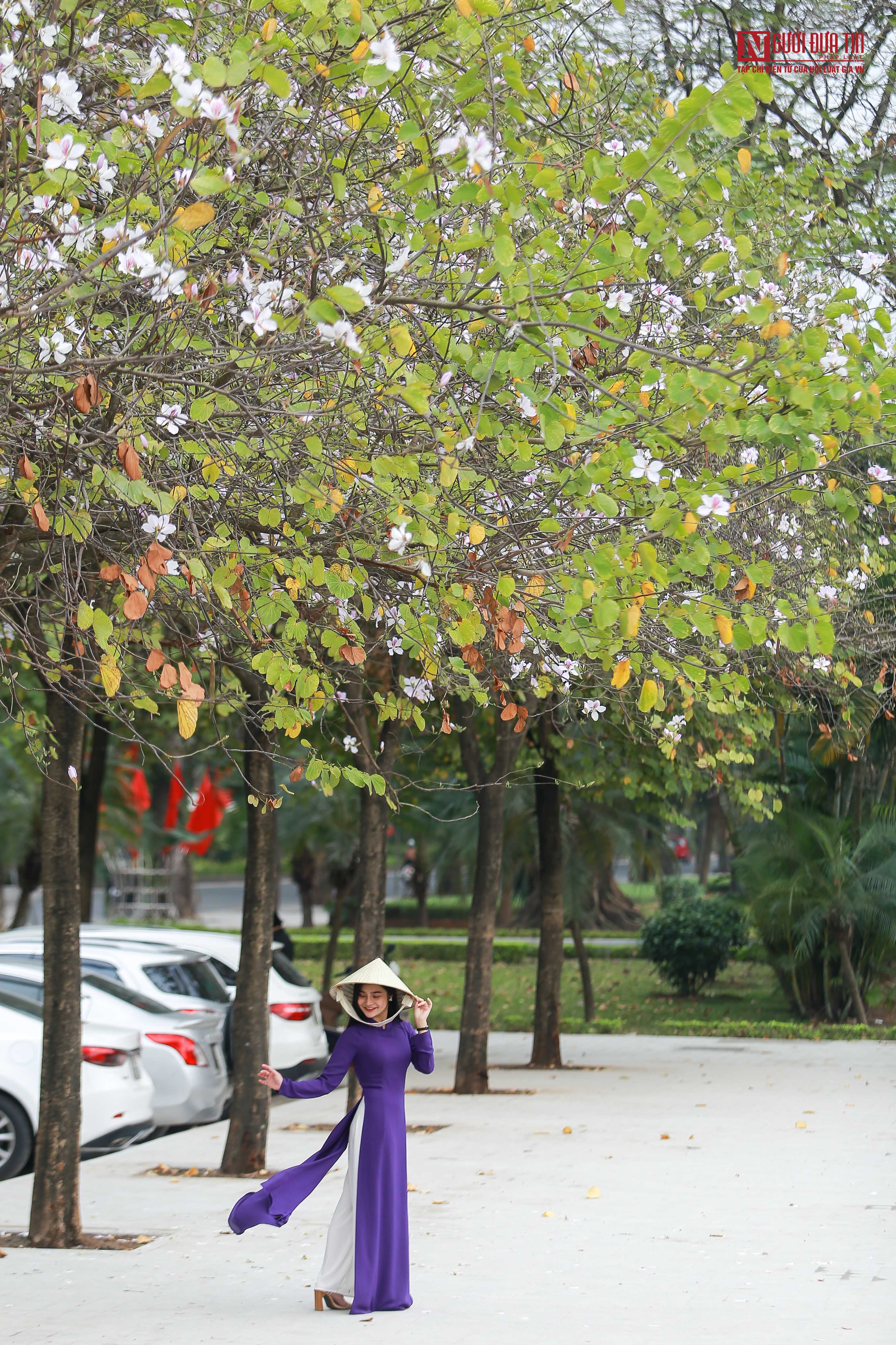 Tin nhanh - Ngỡ ngàng con đường hoa ban giữa lòng thủ đô (Hình 10).