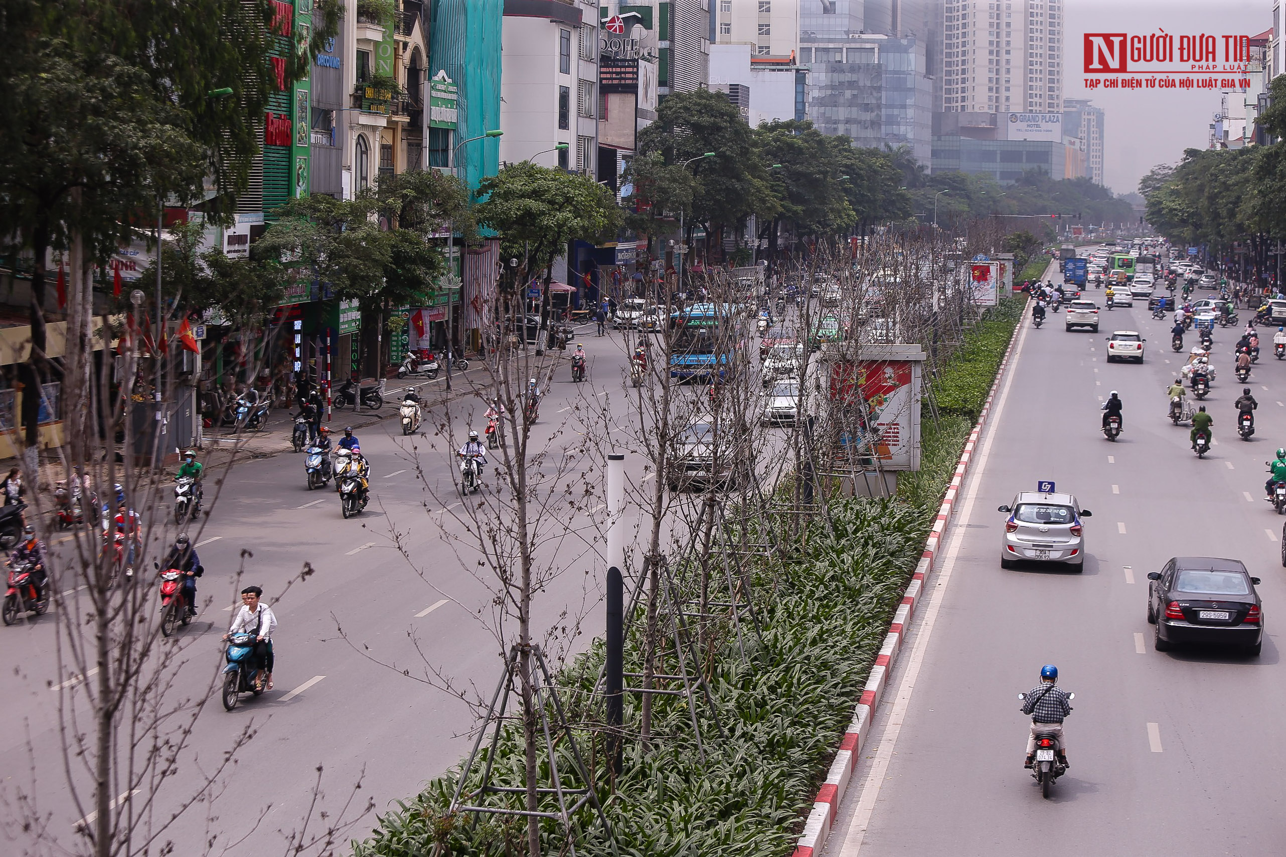 Dân sinh - Xót xa nhìn hàng cây phong đỏ chết khô sắp bị thay thế (Hình 2).