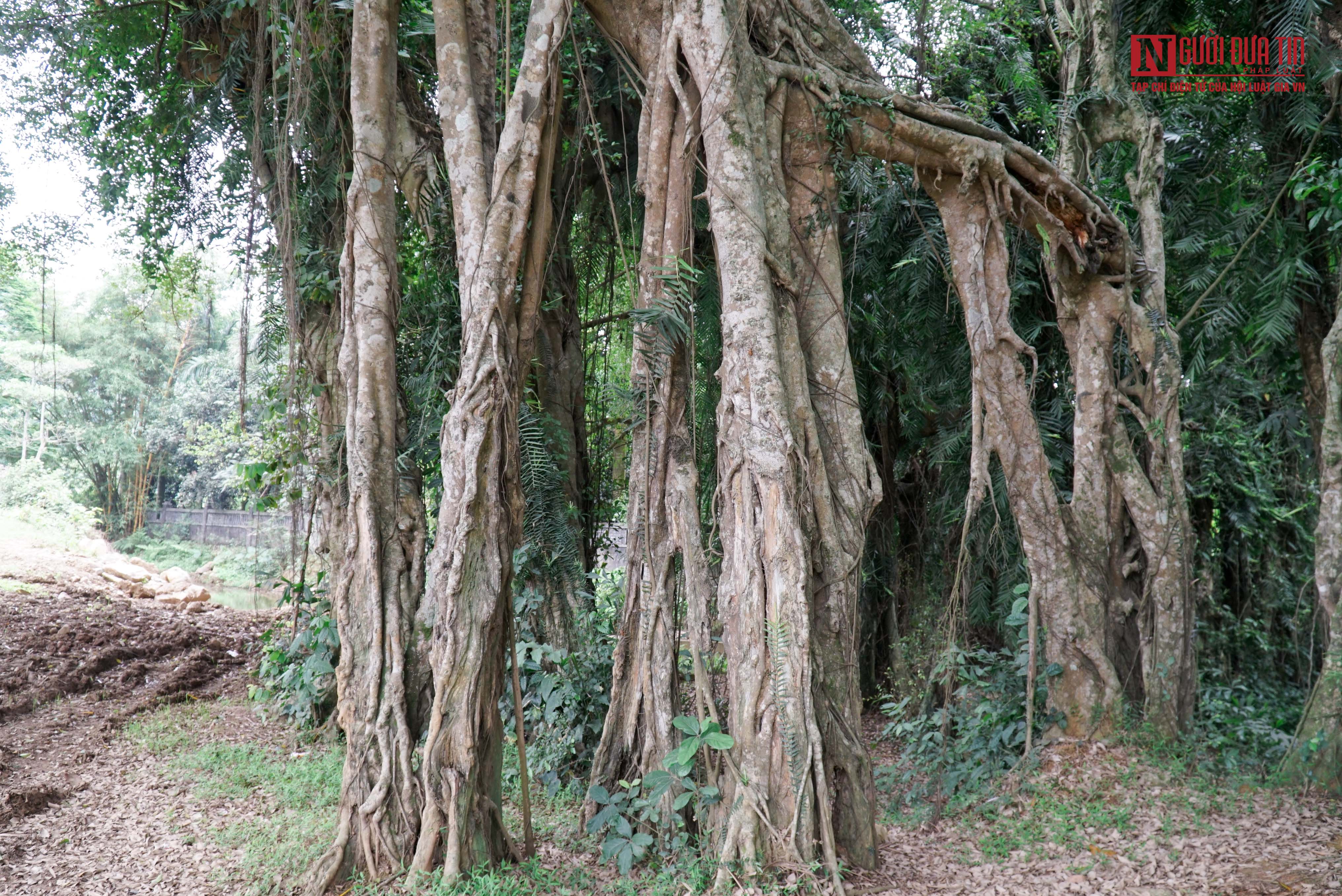 Văn hoá - Bí ẩn cây 'ma làng' hơn 800 tuổi ở Hoà Bình (Hình 7).