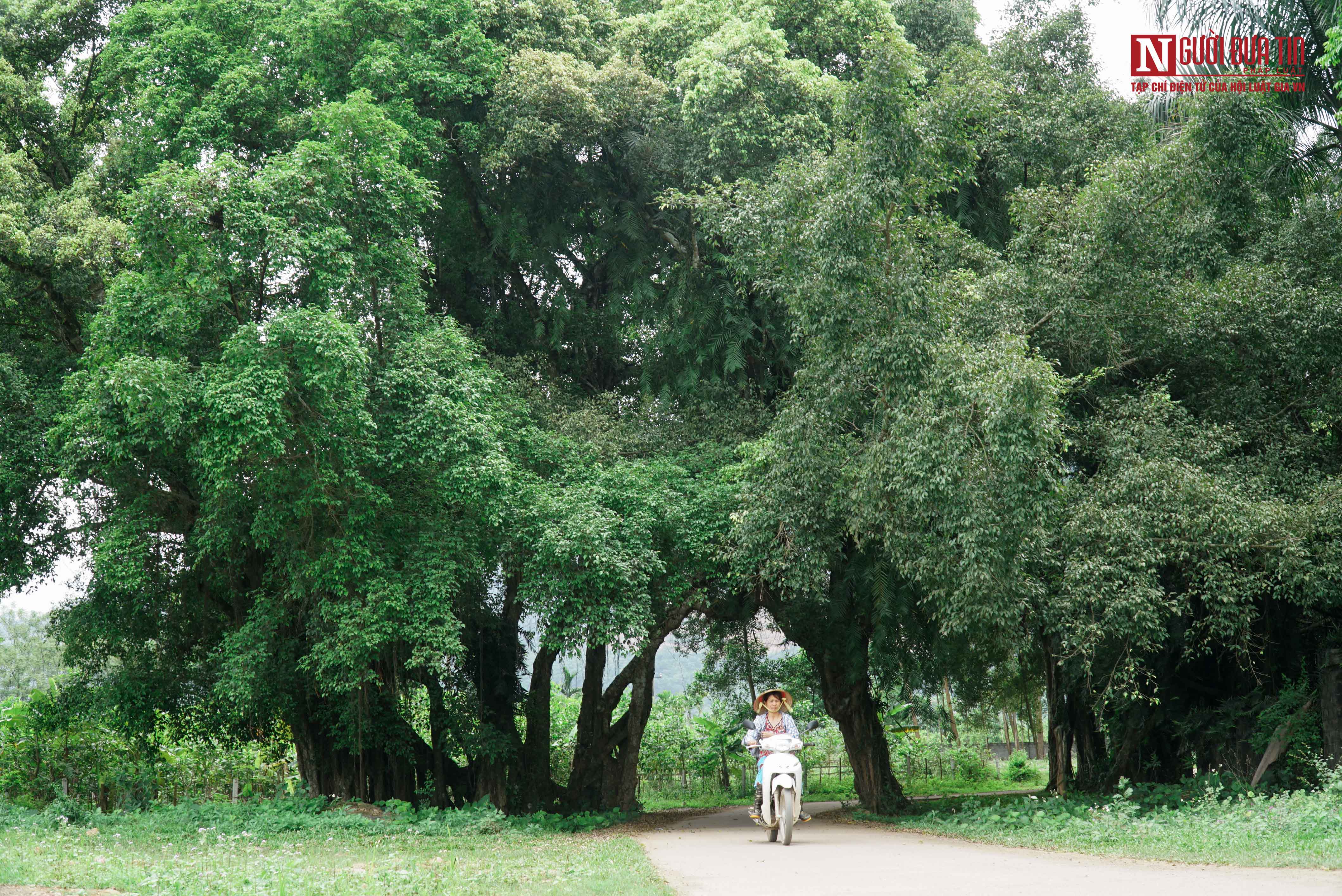 Văn hoá - Bí ẩn cây 'ma làng' hơn 800 tuổi ở Hoà Bình (Hình 13).