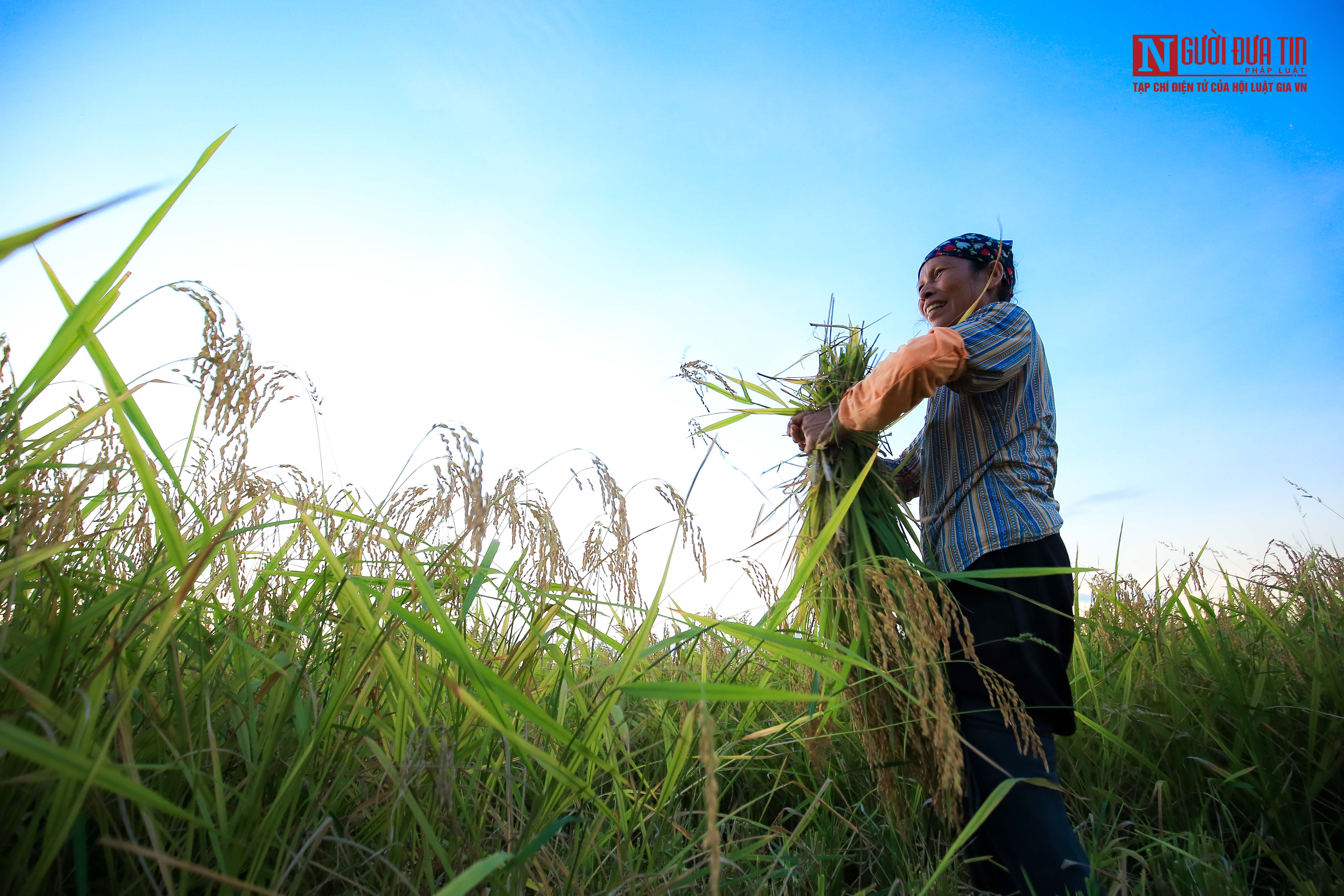 Dân sinh - Tránh nắng nóng, người dân bước vào thu hoạch lúa ban đêm (Hình 8).