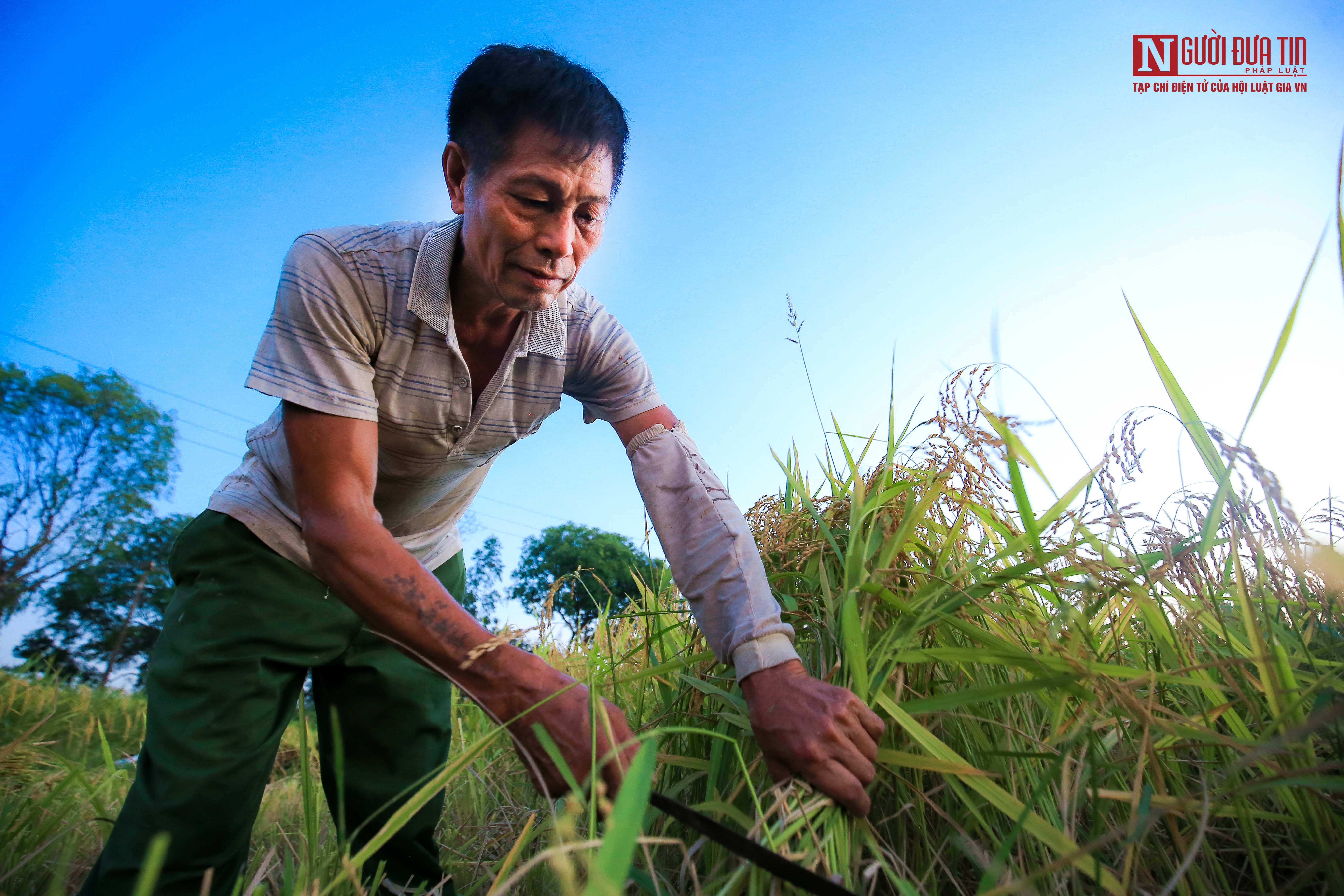 Dân sinh - Tránh nắng nóng, người dân bước vào thu hoạch lúa ban đêm (Hình 6).