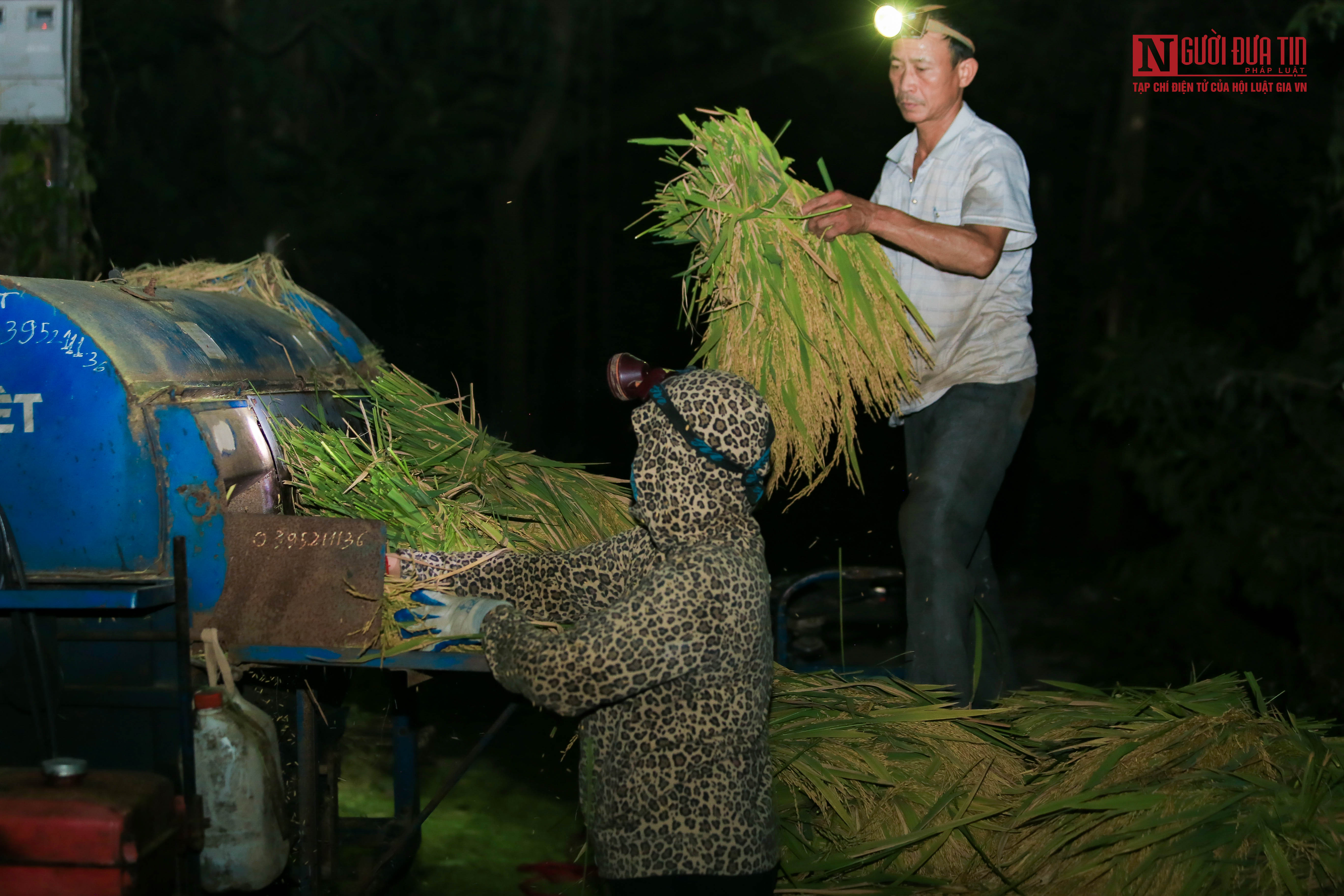 Dân sinh - Tránh nắng nóng, người dân bước vào thu hoạch lúa ban đêm (Hình 14).