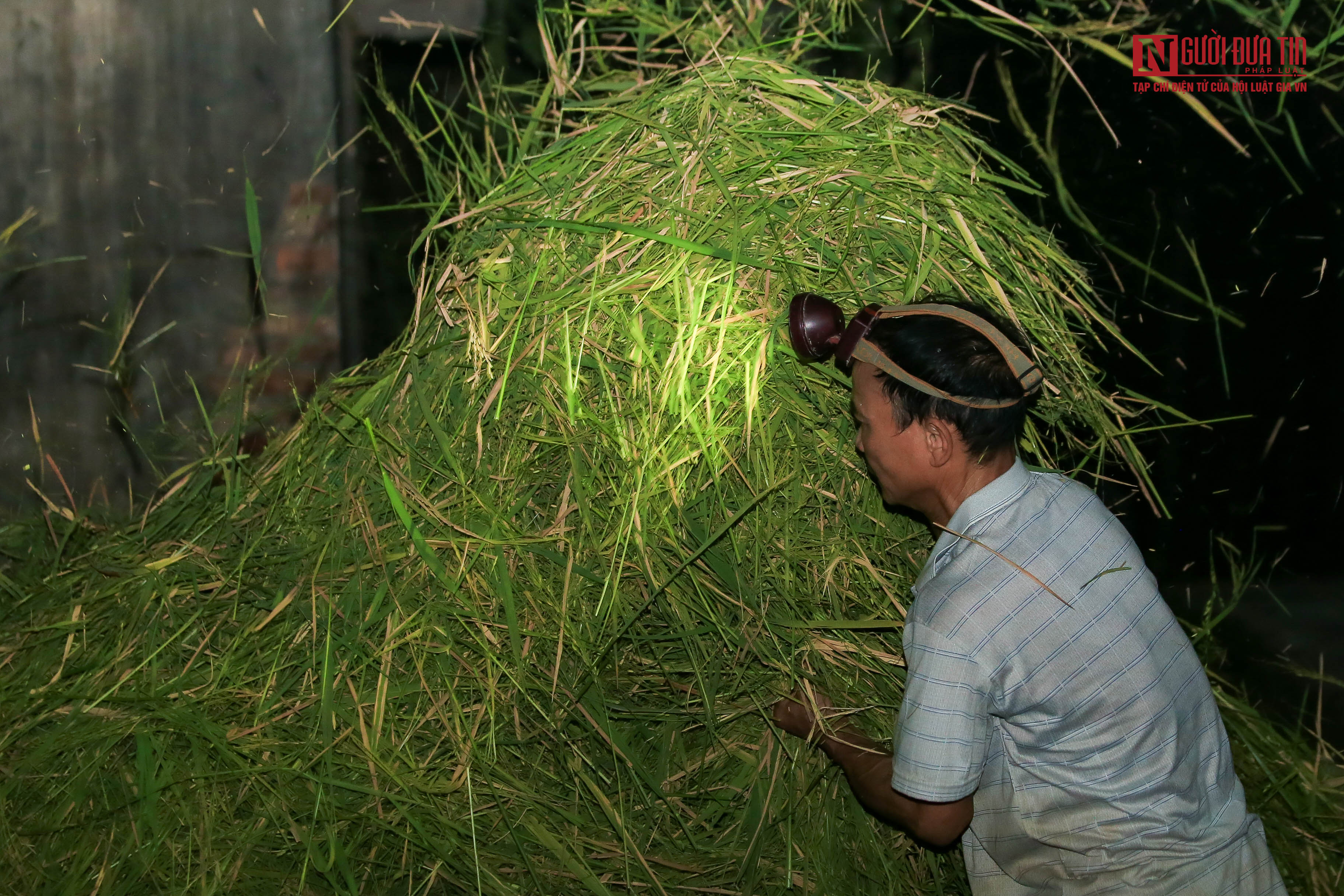 Dân sinh - Tránh nắng nóng, người dân bước vào thu hoạch lúa ban đêm (Hình 15).