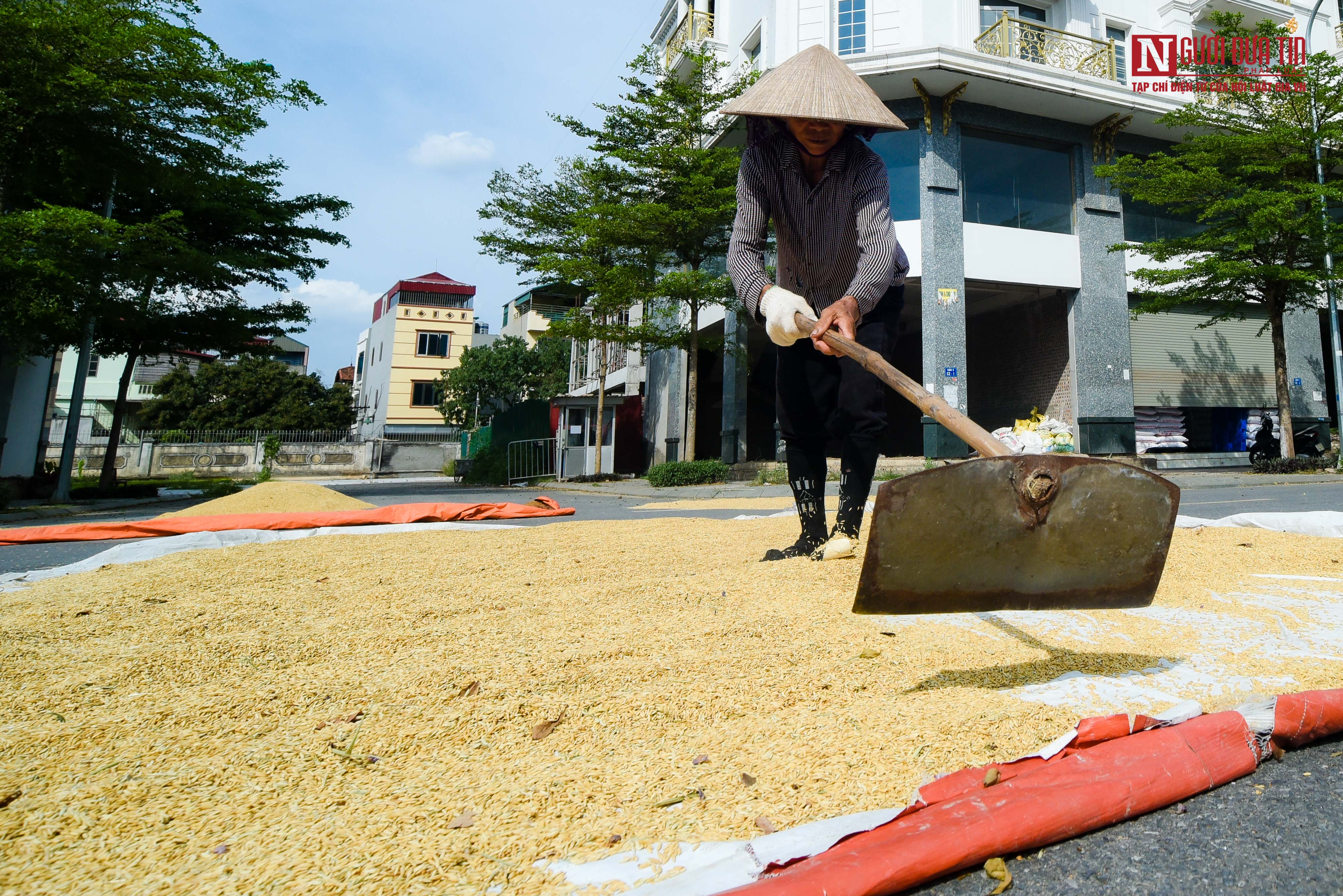 Bất động sản - Nông dân phơi thóc vàng ươm trên con đường shophouse tiền tỷ (Hình 8).